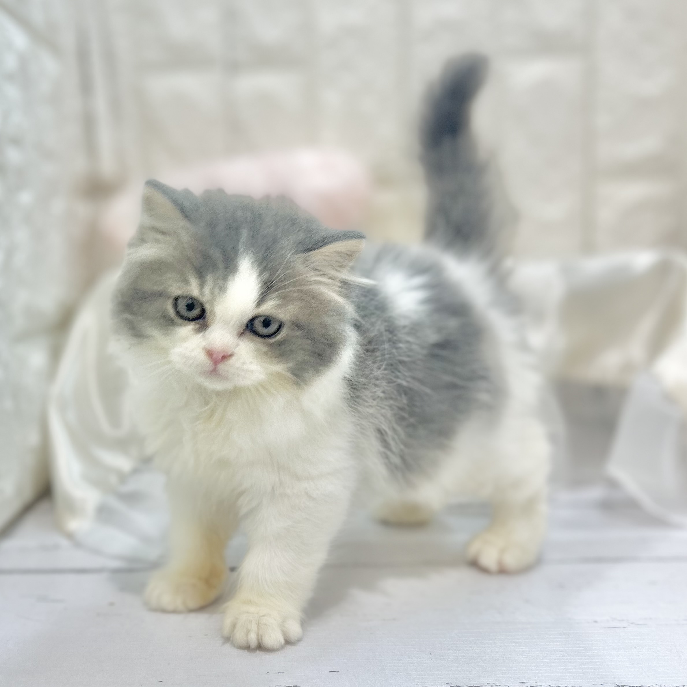 岡山県のスコティッシュストレート (犬の家＆猫の里倉敷店/2025年7月2日生まれ/女の子/ブルーホワイト)の子猫の2枚目の画像