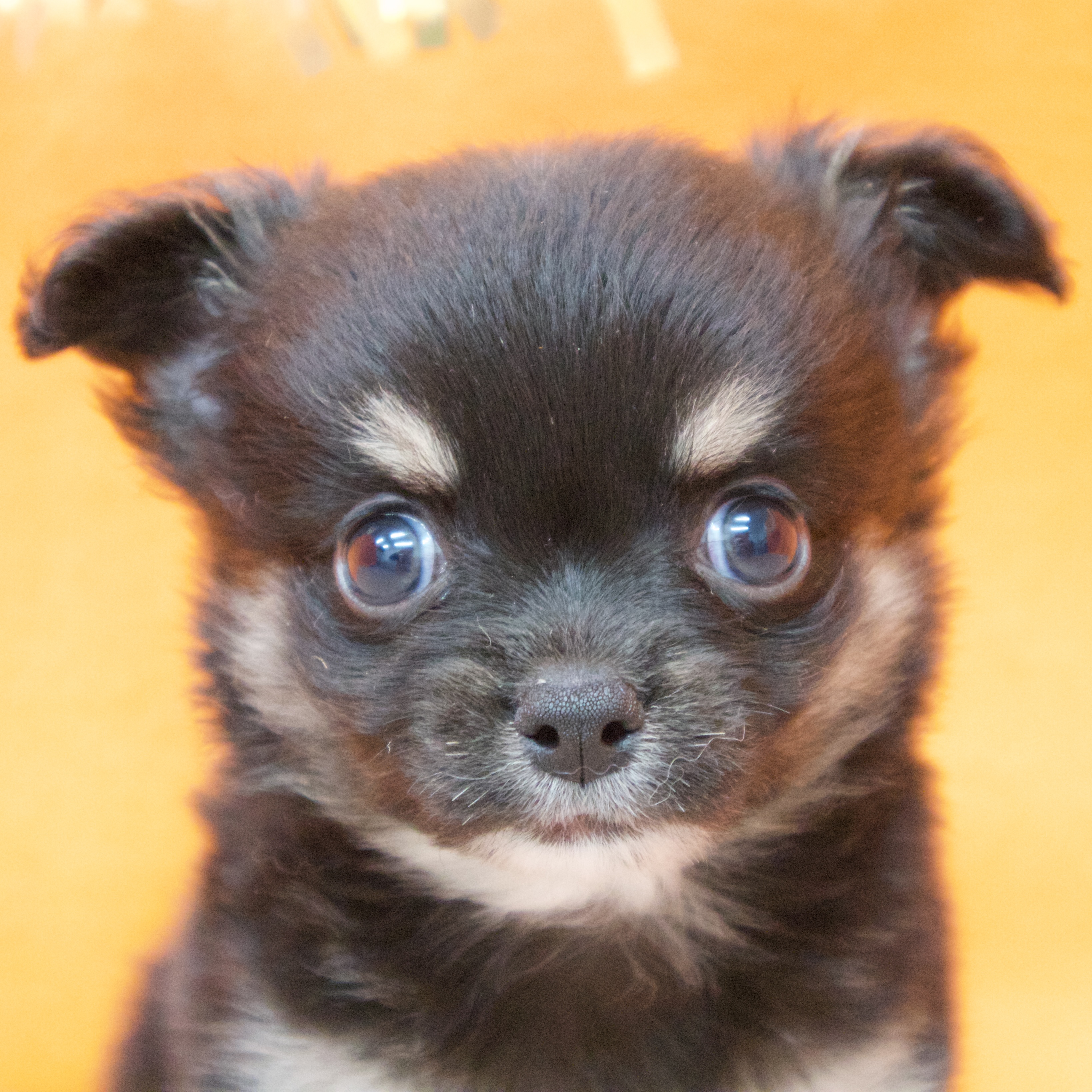 大阪府のチワワ(ロング) (犬の家＆猫の里吹田店/2025年9月12日生まれ/男の子/ブラックタン)の子犬の1枚目の画像