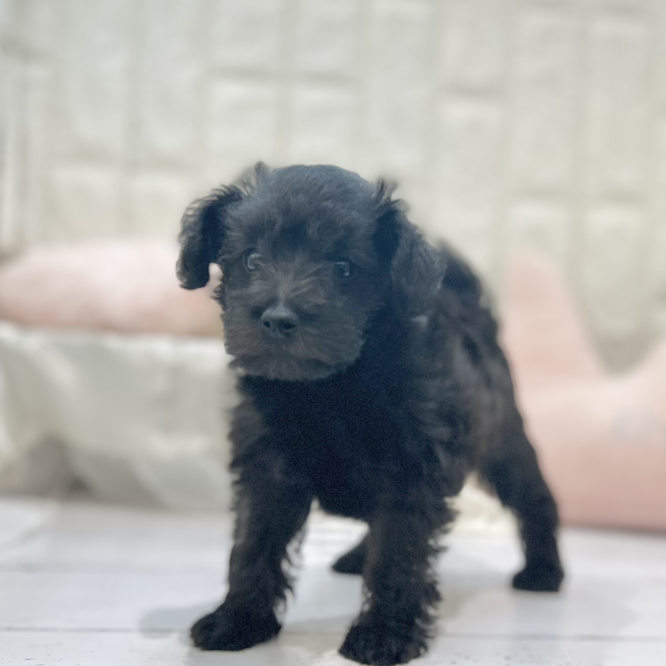 岡山県のシュナプー(シュナウザー×プードル) (犬の家＆猫の里倉敷店/2025年7月13日生まれ/女の子/ブラック)の子犬の1枚目の画像