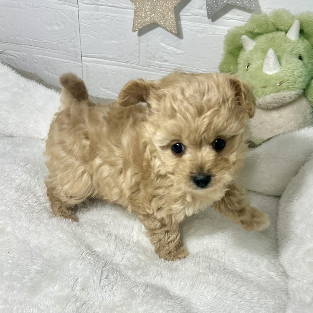 兵庫県のチワプー/プーチー(チワワ×プードル) (犬の家＆猫の里ニッケパークタウン加古川店/2026年1月16日生まれ/男の子/クリーム)の子犬の1枚目の画像