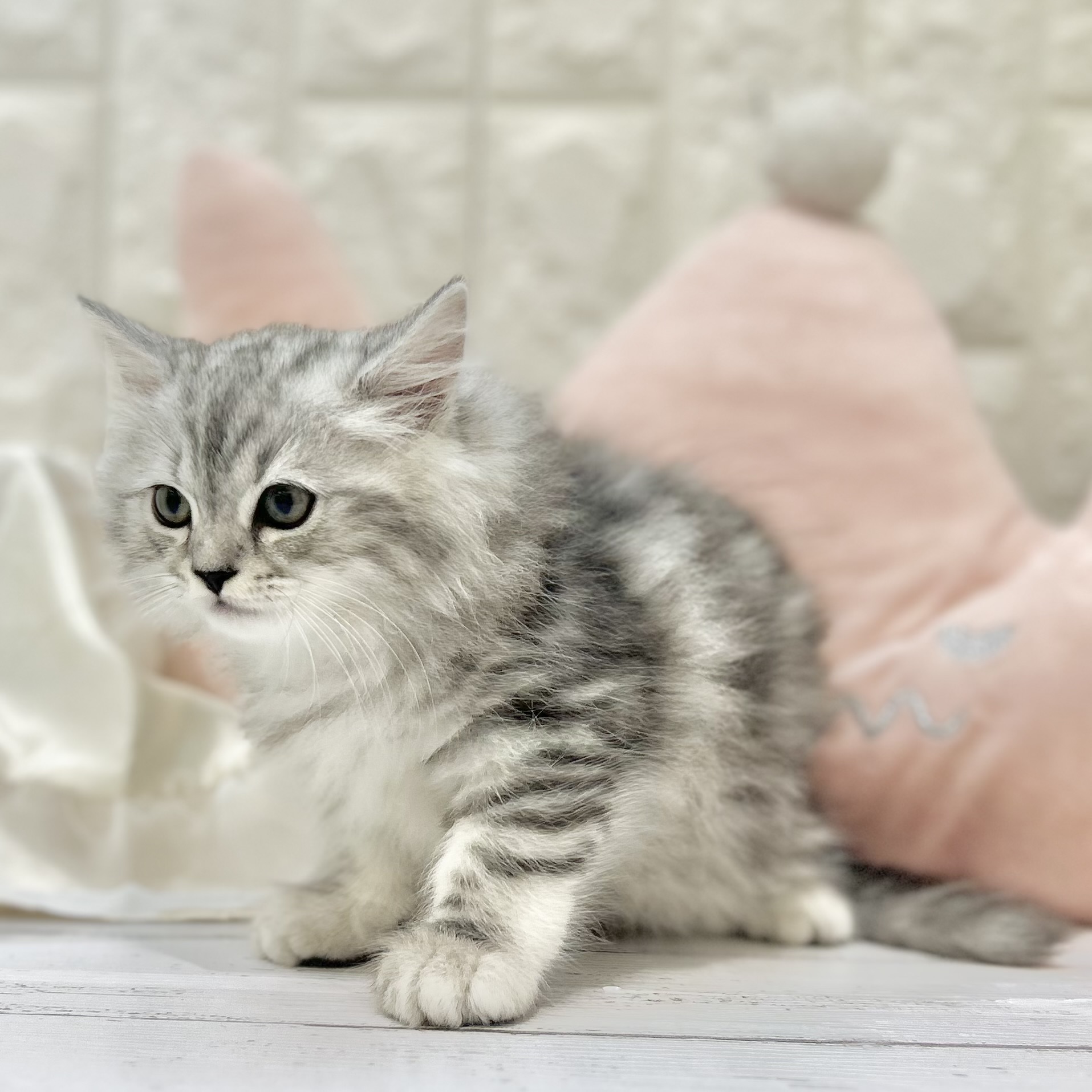 岡山県のラガマフィン (犬の家＆猫の里倉敷店/2025年7月12日生まれ/男の子/シルバータビーホワイト)の子猫の2枚目の画像