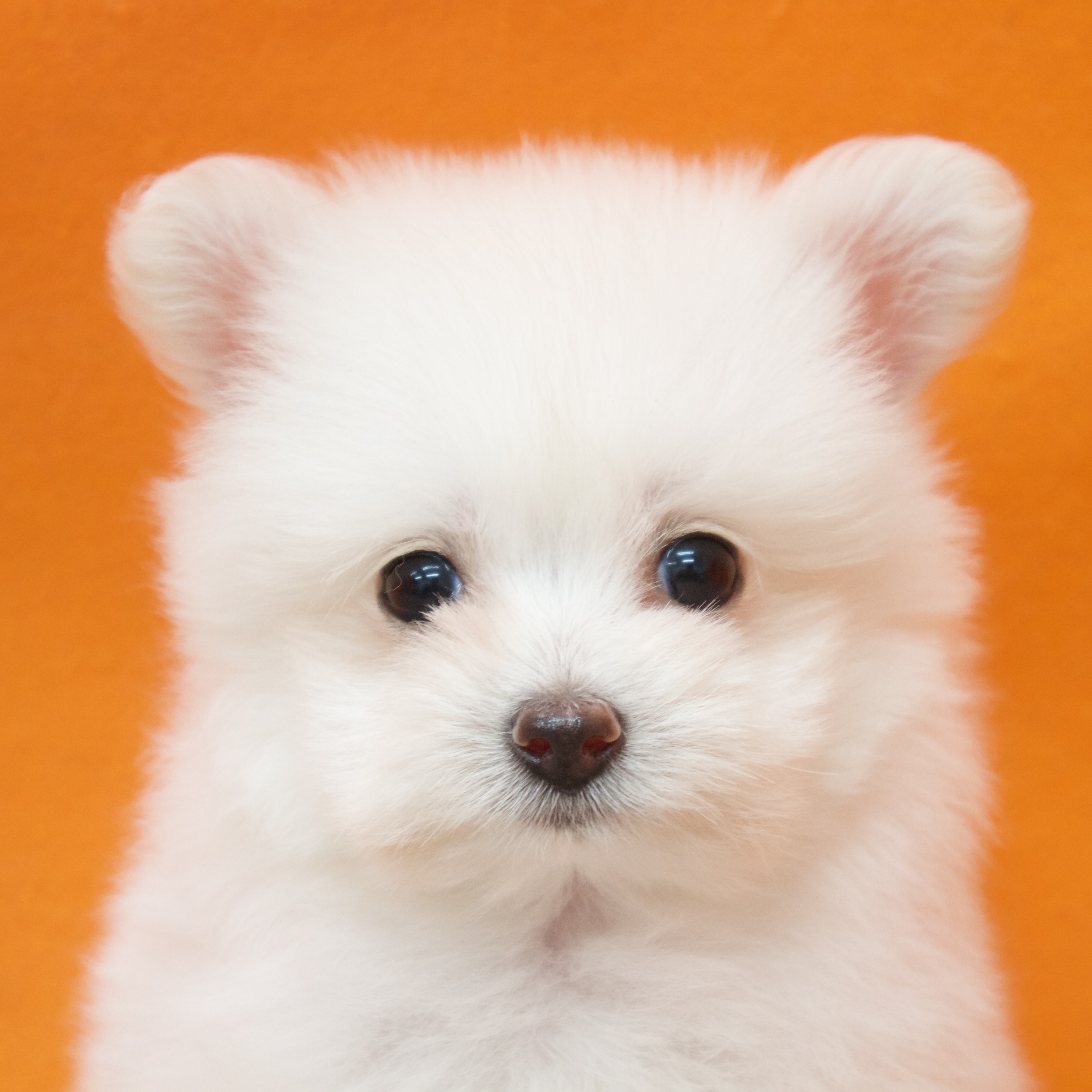 大阪府のポメプー(ポメラニアン×プードル) (犬の家＆猫の里吹田店/2025年9月13日生まれ/男の子/クリーム)の子犬の1枚目の画像