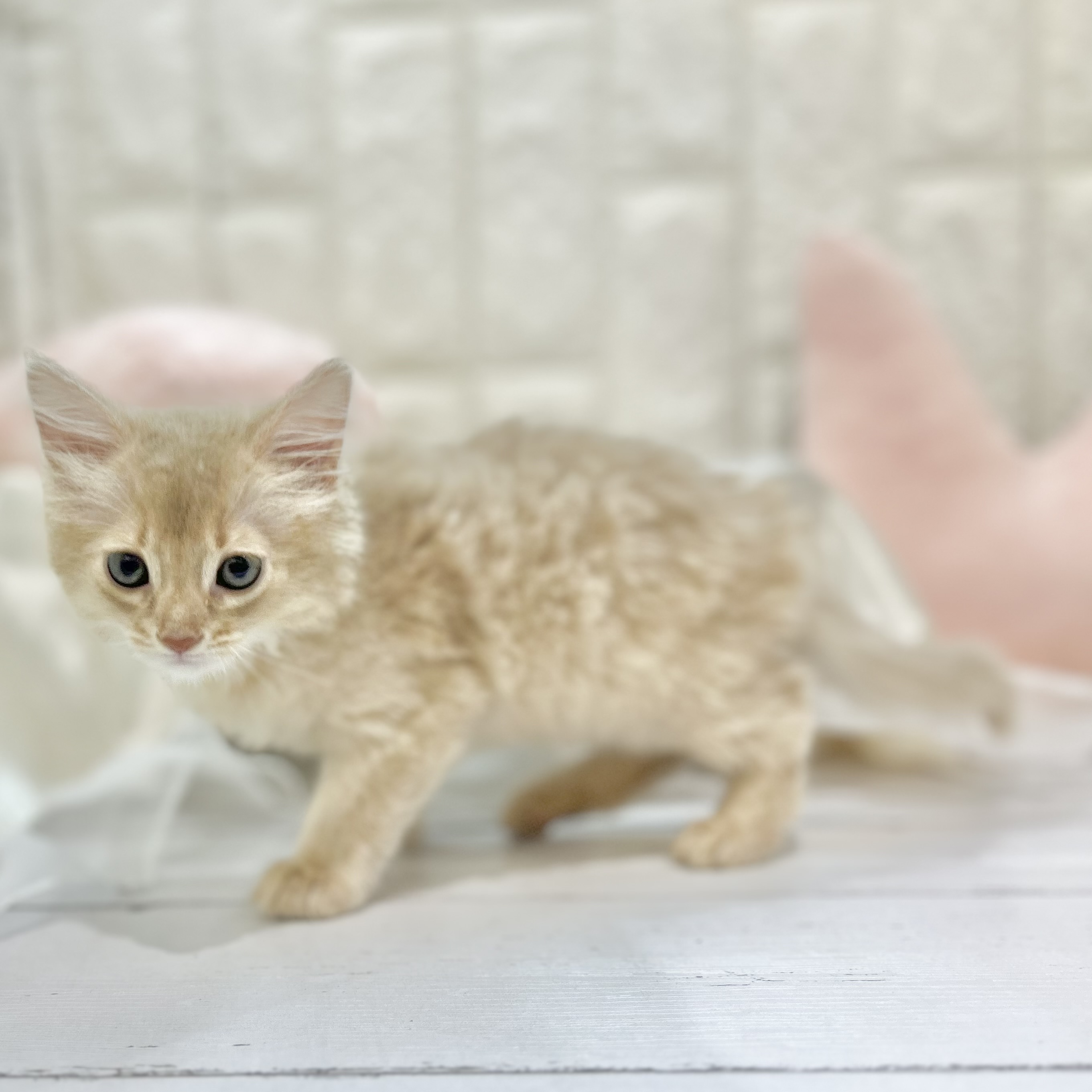 岡山県のソマリ (犬の家＆猫の里倉敷店/2025年7月19日生まれ/男の子/フォーン)の子猫の2枚目の画像