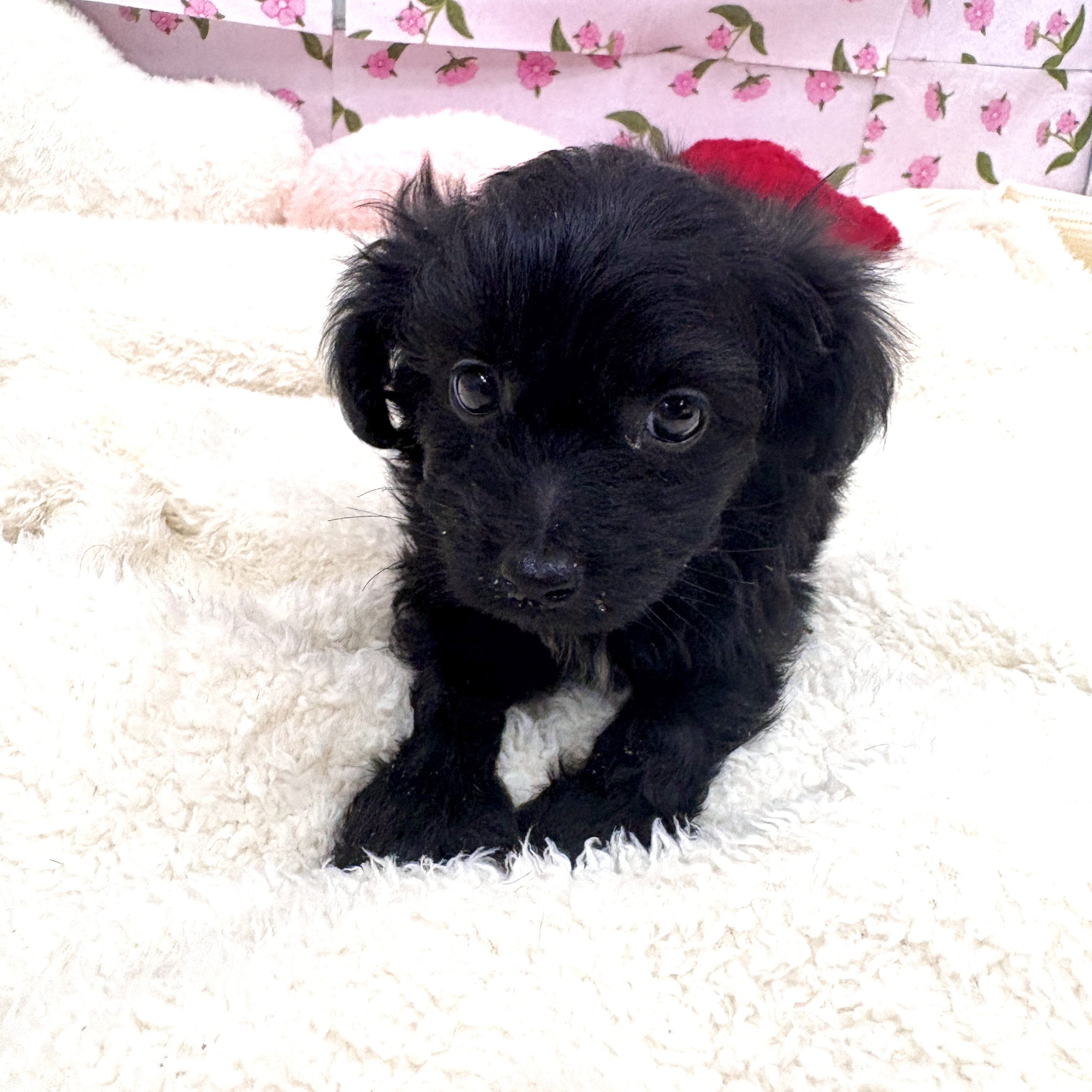 愛知県のチワプー/プーチー(チワワ×プードル) (犬の家＆猫の里エアポートウォーク店/2026年3月2日生まれ/男の子/ブラック)の子犬の2枚目の画像