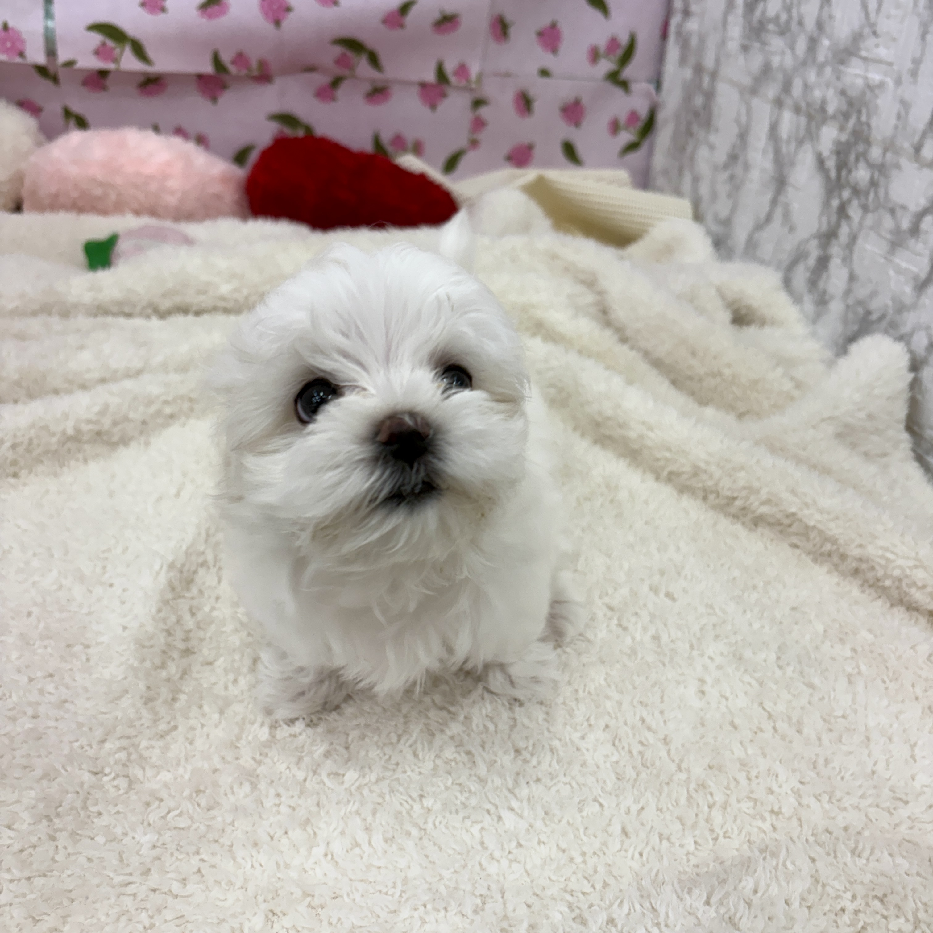 愛知県のマルチーズ (犬の家＆猫の里エアポートウォーク店/2026年3月3日生まれ/女の子/ホワイト)の子犬の2枚目の画像