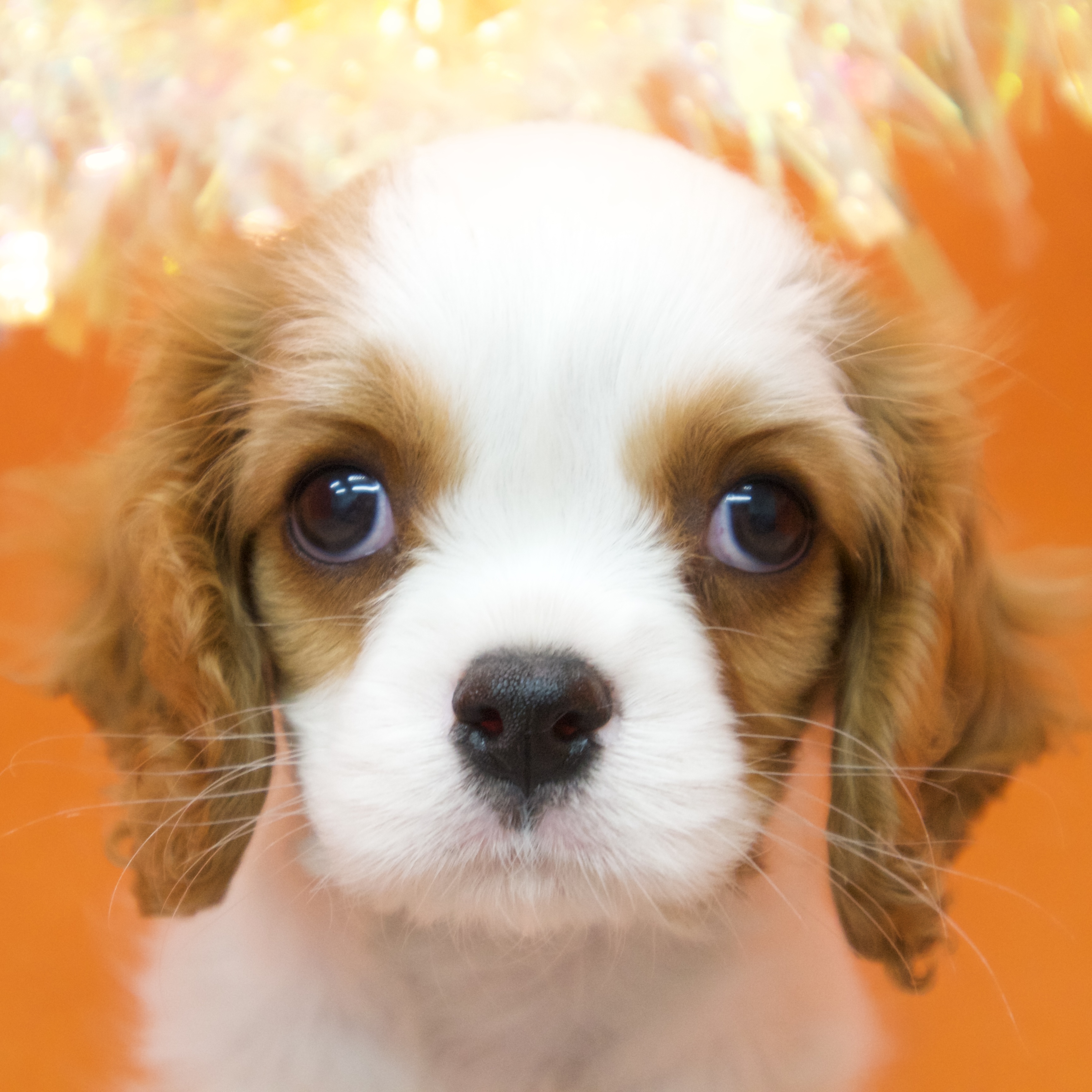 大阪府のキャバリアキングチャールズスパニエル (犬の家＆猫の里吹田店/2025年9月12日生まれ/男の子/ブレンハイム)の子犬の1枚目の画像