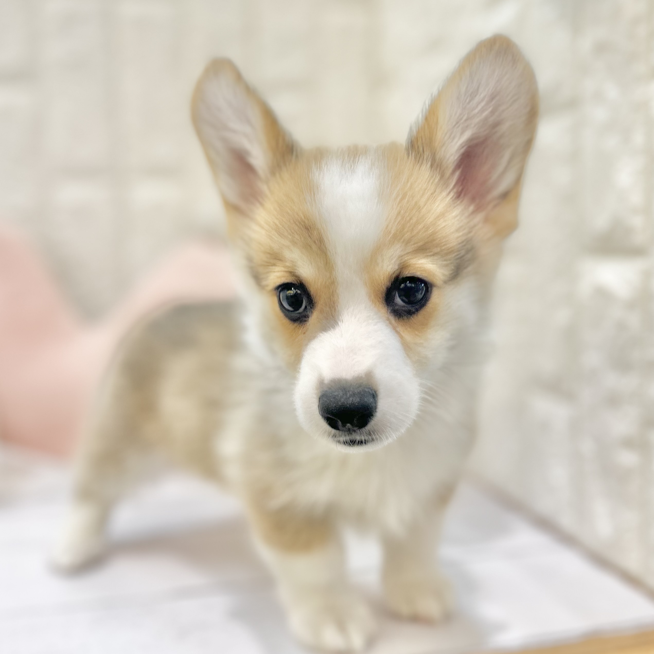 岡山県のウェルシュコーギーペンブローク (犬の家＆猫の里倉敷店/2025年7月16日生まれ/男の子/レッドホワイト)の子犬の2枚目の画像