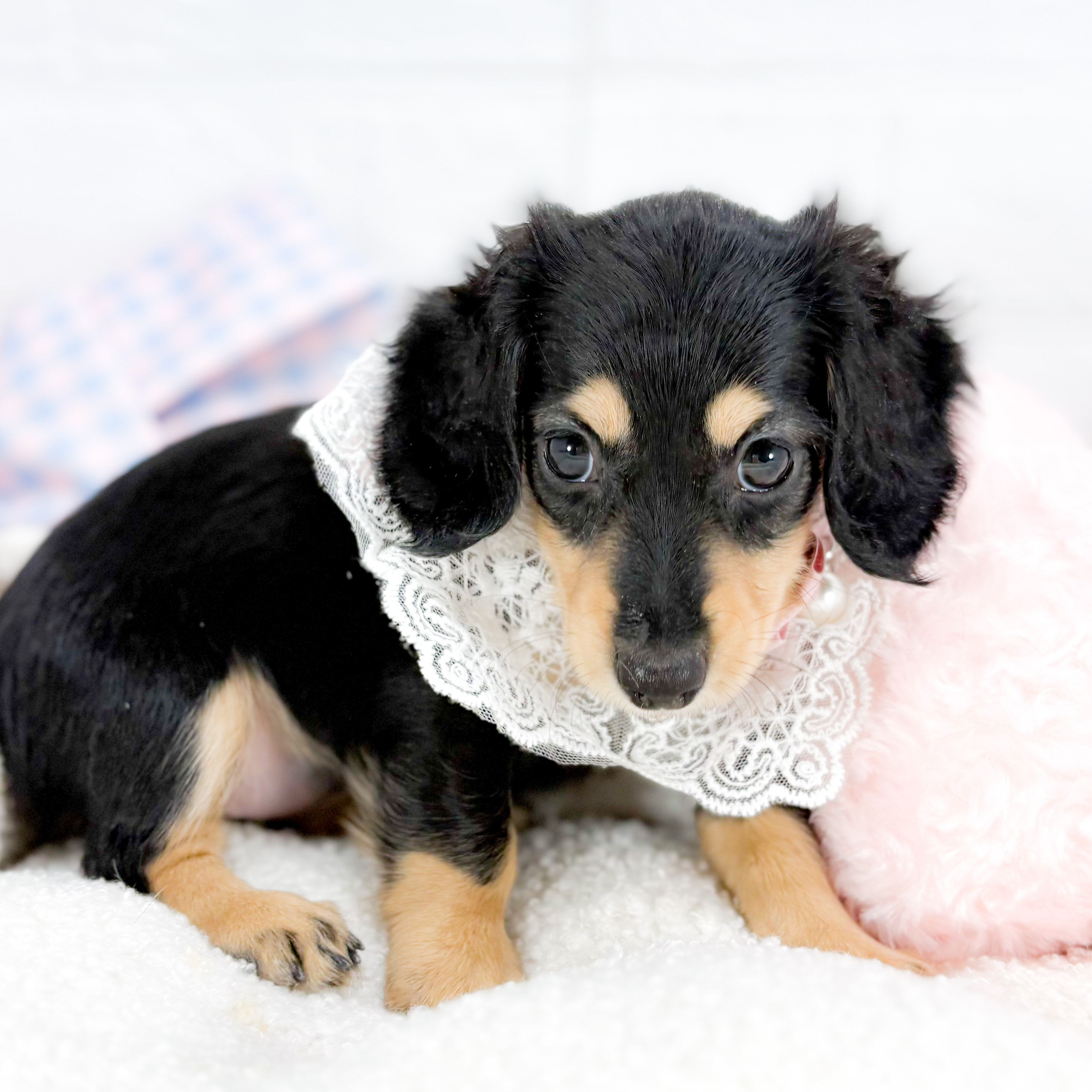 神奈川県のミニチュアダックスフンド(ロング) (犬の家＆猫の里元住吉ブレーメン通り店/2025年8月24日生まれ/女の子/ブラックタン)の子犬の2枚目の画像