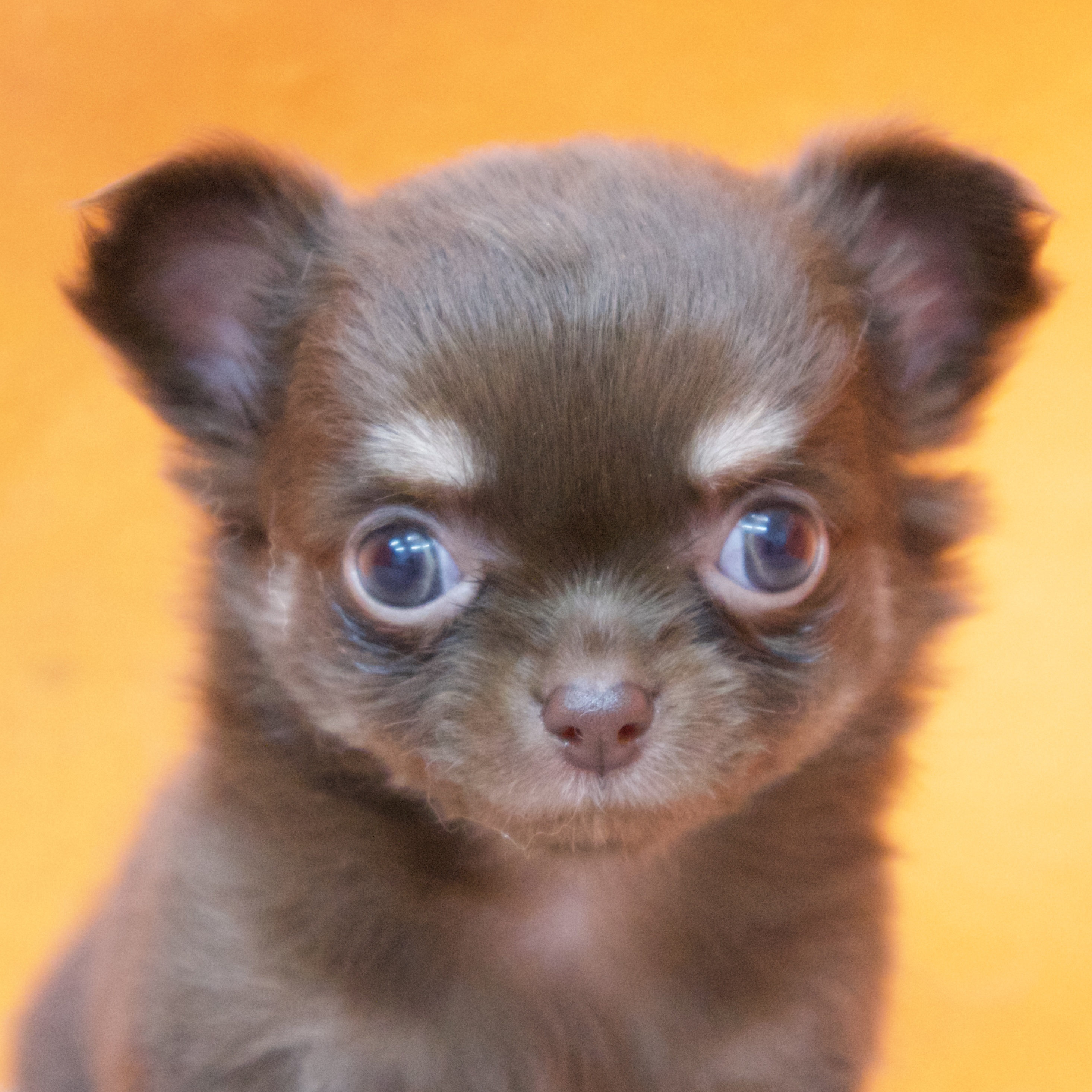 大阪府のチワワ(ロング) (犬の家＆猫の里吹田店/2025年9月18日生まれ/女の子/チョコレートクリーム)の子犬の1枚目の画像