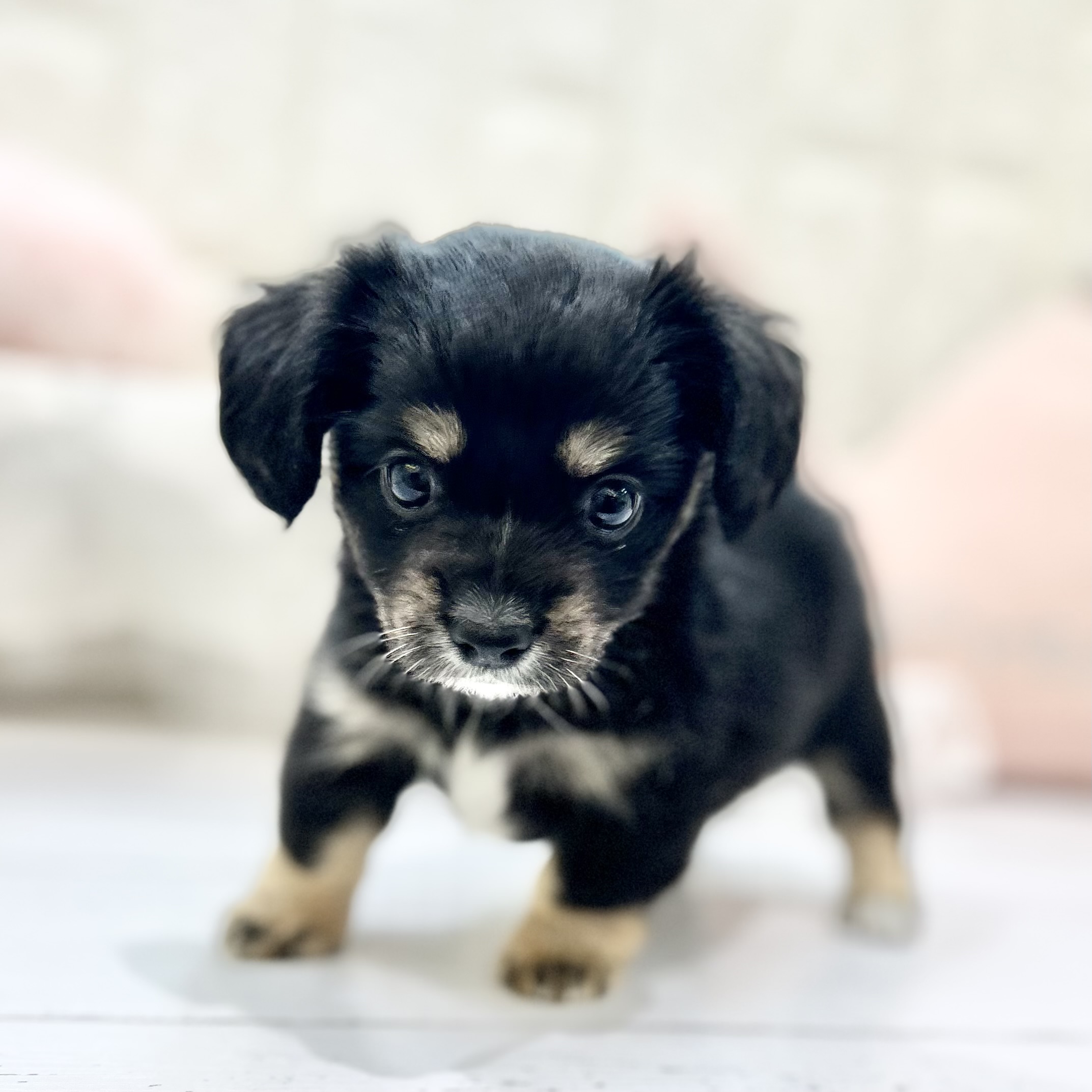 岡山県のチワックス(チワワ×ダックス) (犬の家＆猫の里倉敷店/2025年7月20日生まれ/女の子/ブラックタン)の子犬の2枚目の画像