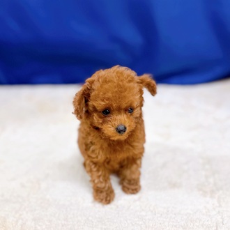 愛知県のトイプードル(トイ) (犬の家＆猫の里一宮店/2025年8月4日生まれ/男の子/レッドフォーン)の子犬の2枚目の画像