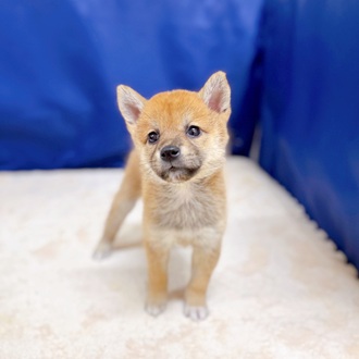 愛知県の柴犬(標準サイズ) (犬の家＆猫の里一宮店/2025年8月5日生まれ/女の子/赤)の子犬の2枚目の画像