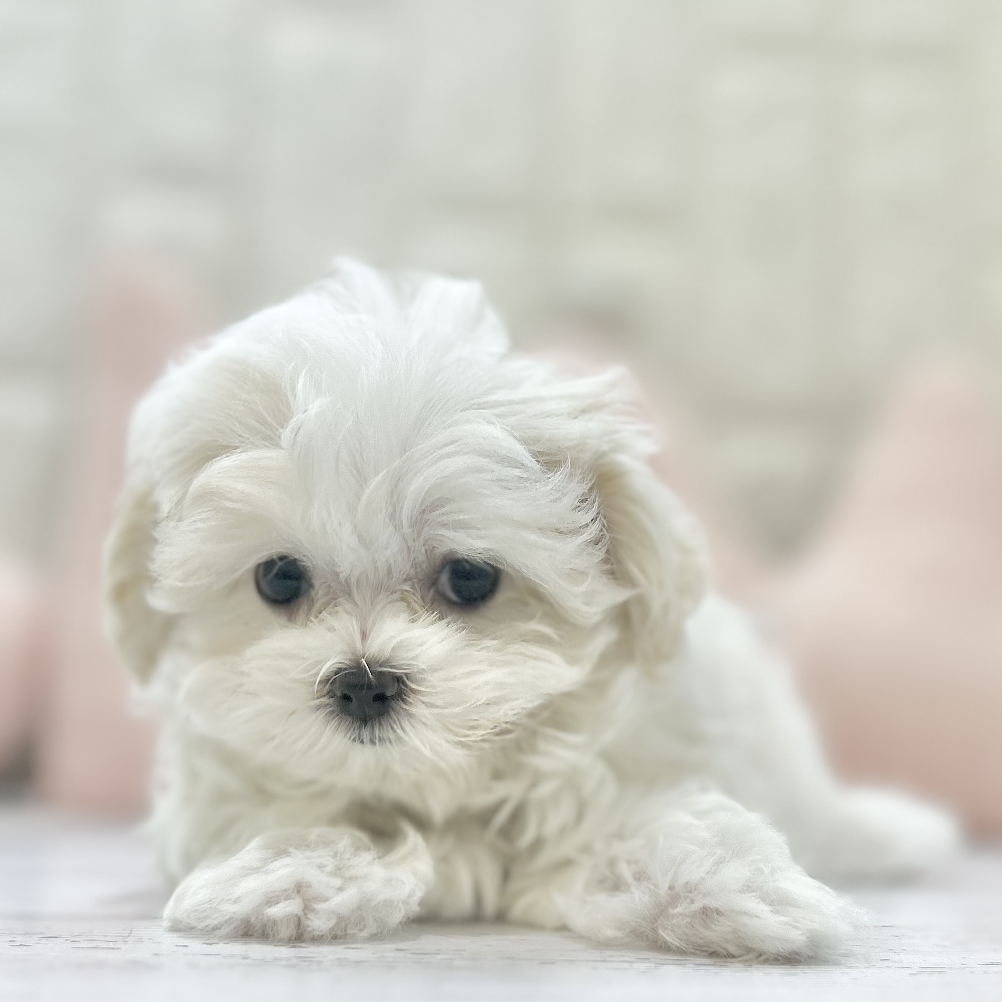 岡山県のマルチーズ (犬の家＆猫の里倉敷店/2025年7月13日生まれ/女の子/ホワイト)の子犬の2枚目の画像