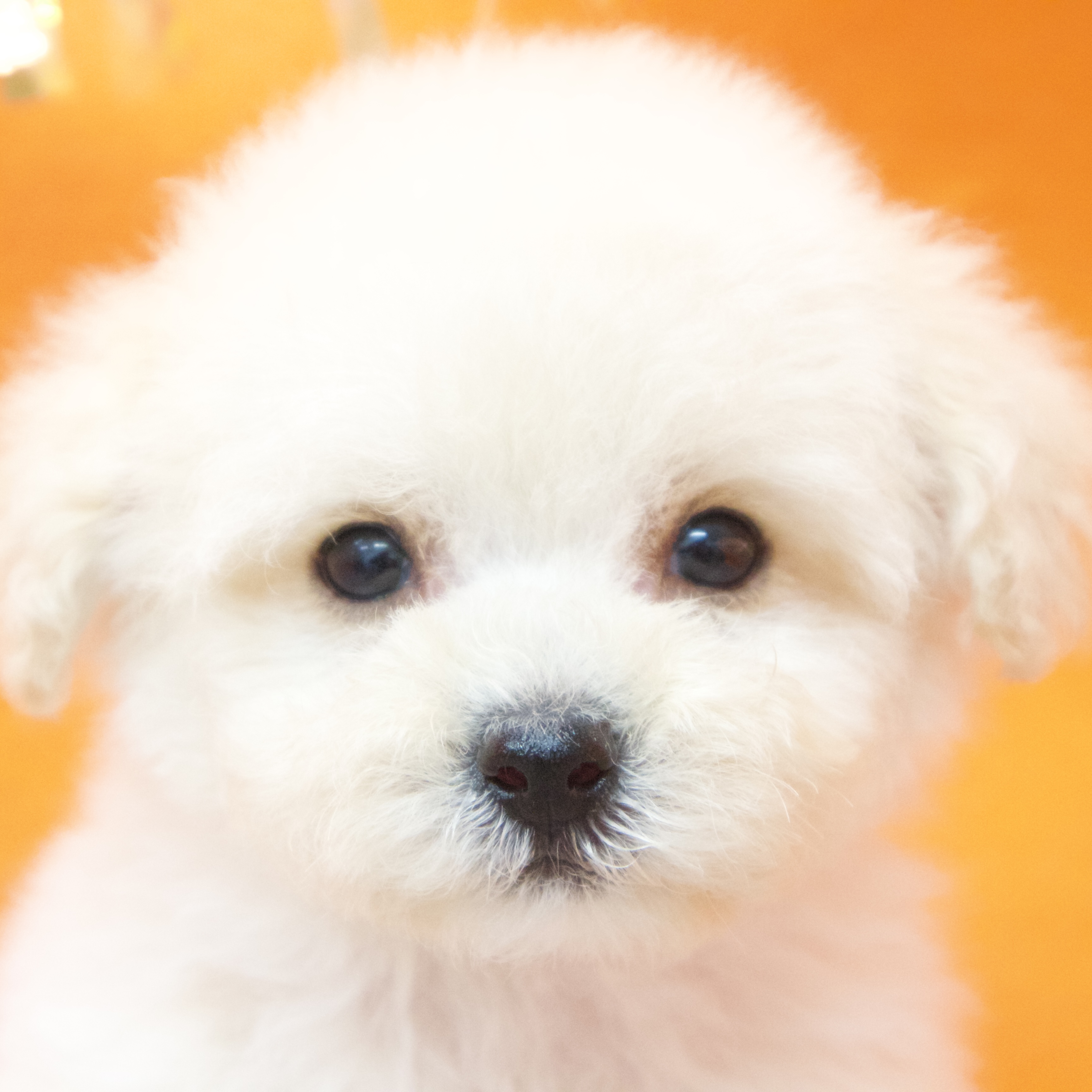 ハーフ犬の写真