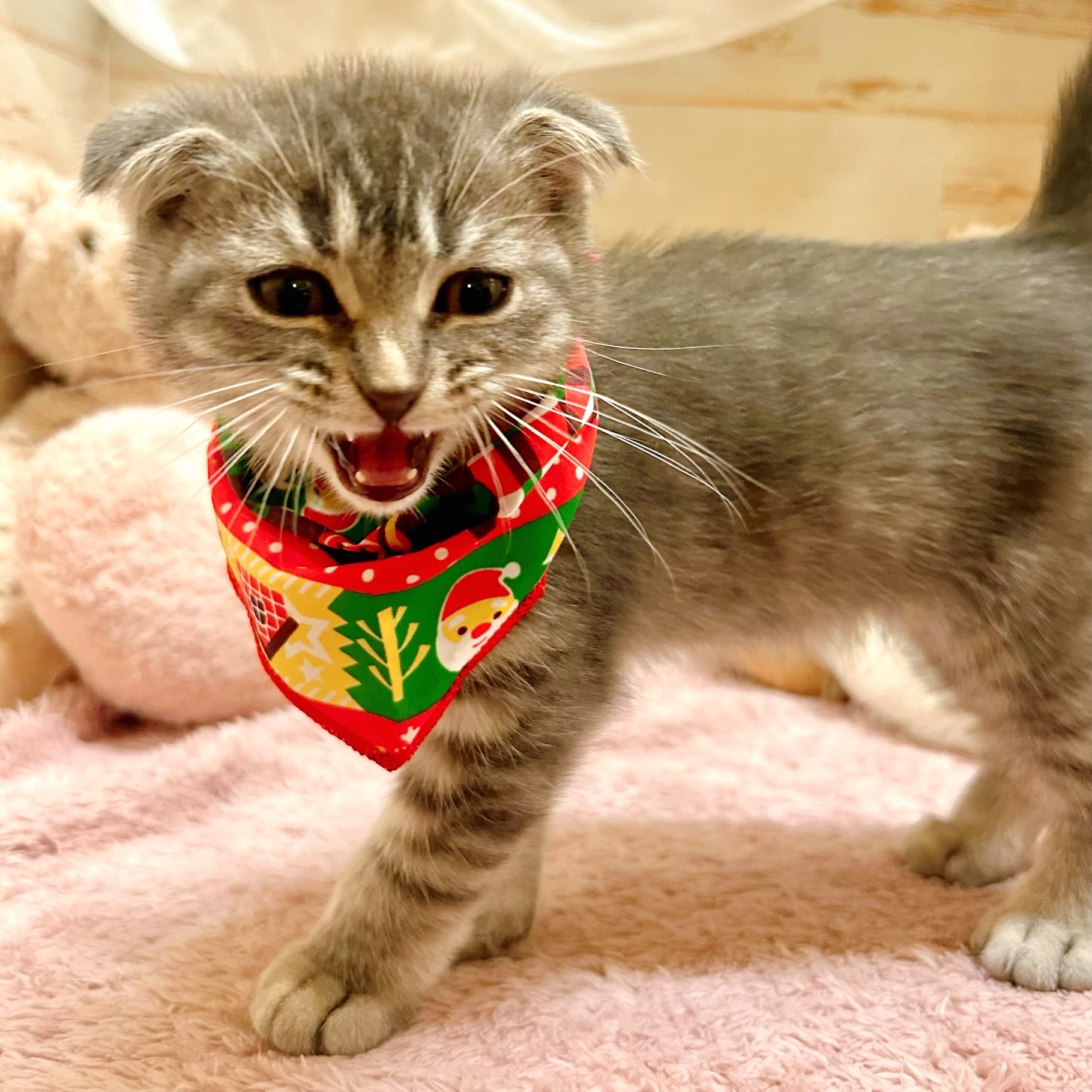 兵庫県のスコティッシュフォールド (犬の家＆猫の里神戸店/2025年10月16日生まれ/男の子/ブルータビー)の子猫の2枚目の画像