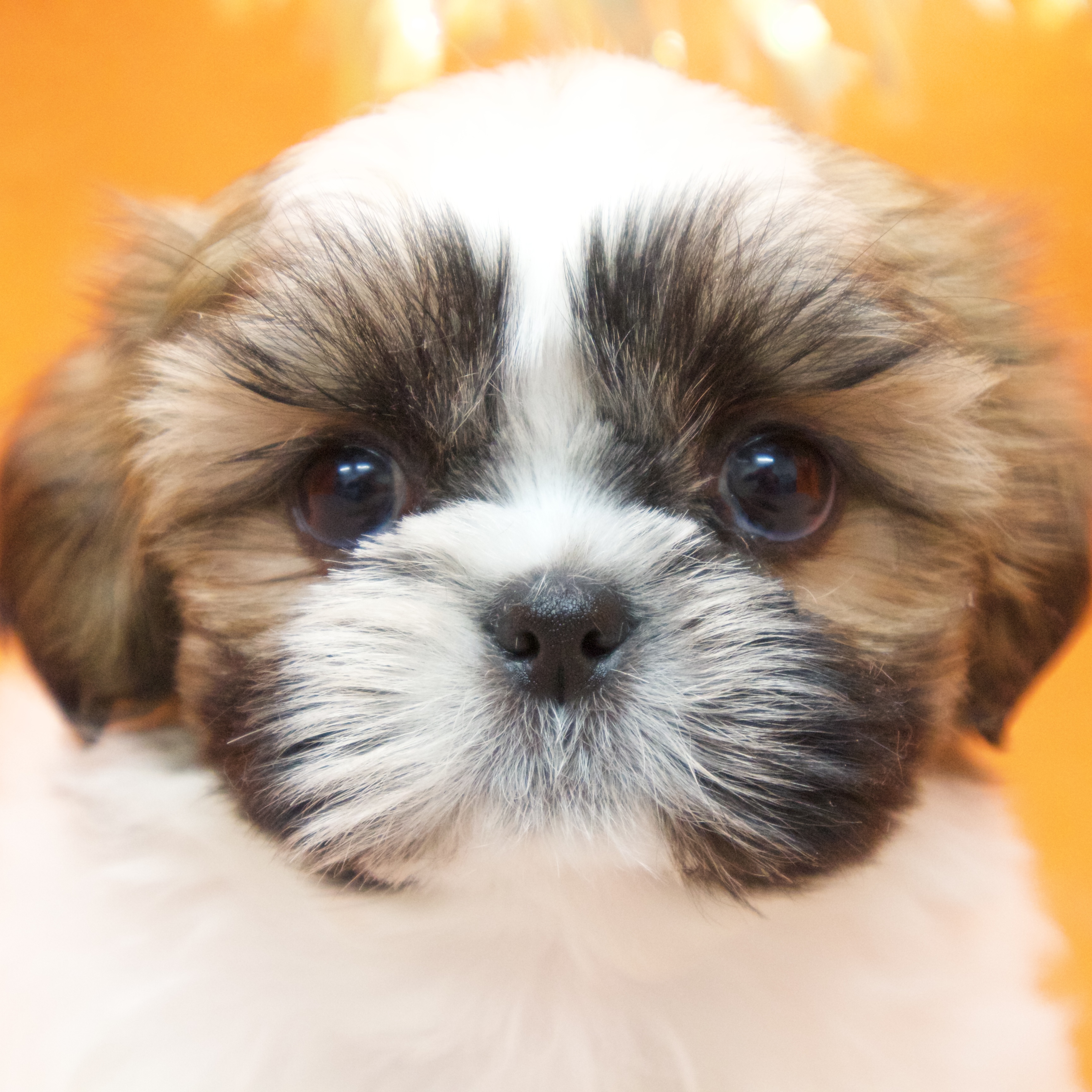 大阪府のシーズー (犬の家＆猫の里吹田店/2025年9月16日生まれ/女の子/ゴールドホワイト)の子犬