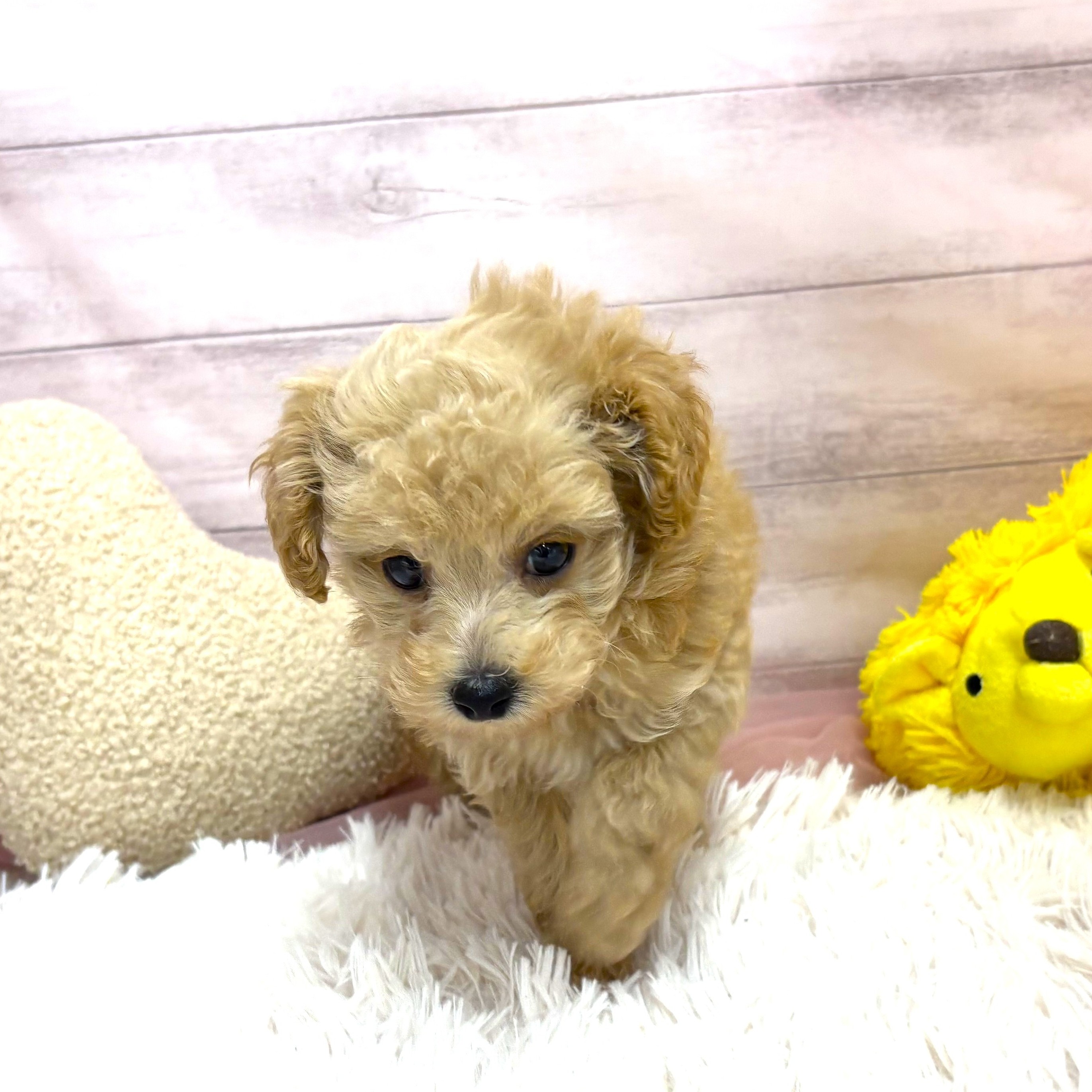 兵庫県のトイプードル(トイ) (犬の家＆猫の里川西店/2025年9月20日生まれ/女の子/クリーム)の子犬の1枚目の画像