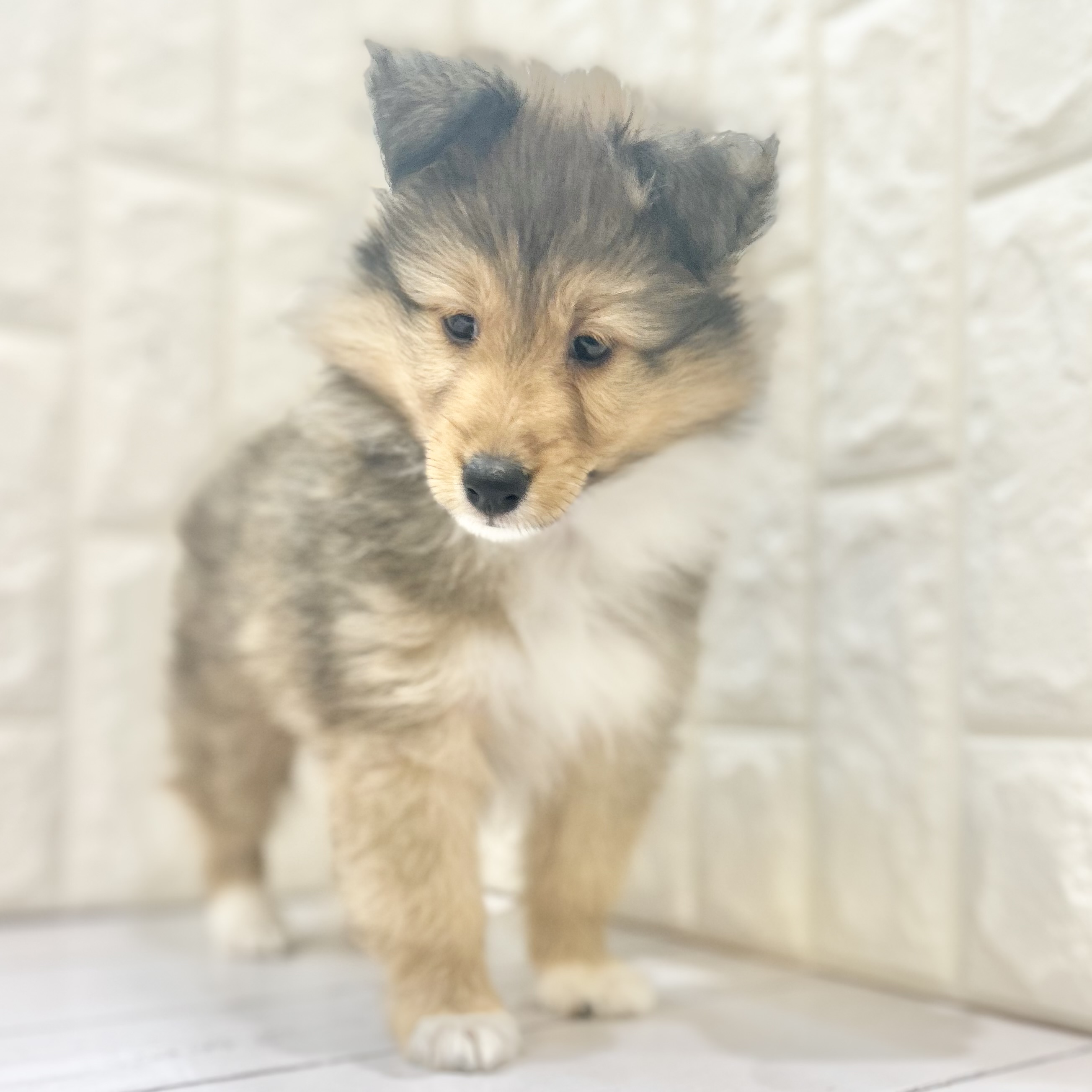 岡山県のシェットランドシープドッグ (犬の家＆猫の里倉敷店/2025年7月24日生まれ/女の子/セーブルホワイト)の子犬の2枚目の画像