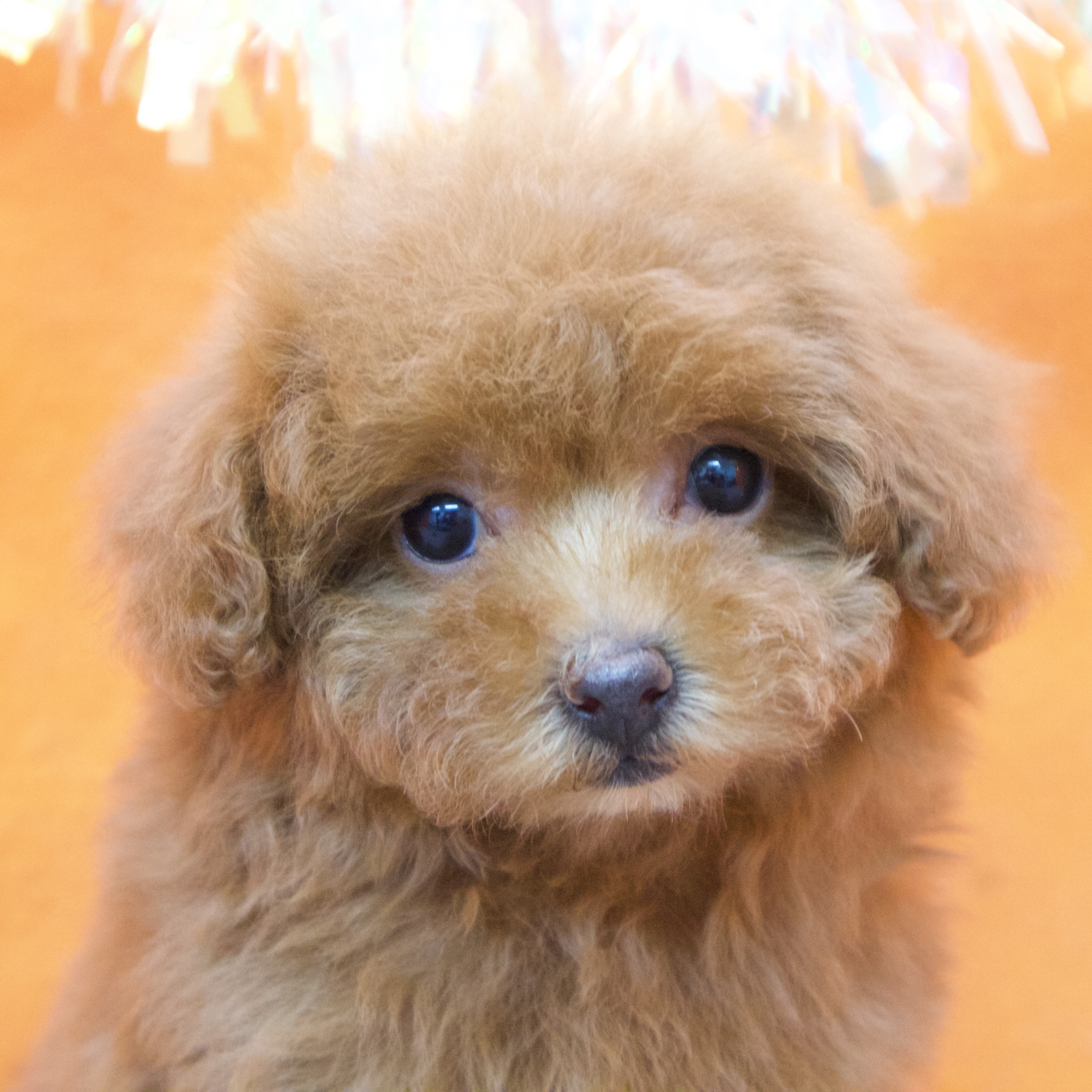 大阪府のトイプードル(タイニー) (犬の家＆猫の里吹田店/2025年9月20日生まれ/女の子/レッド)の子犬