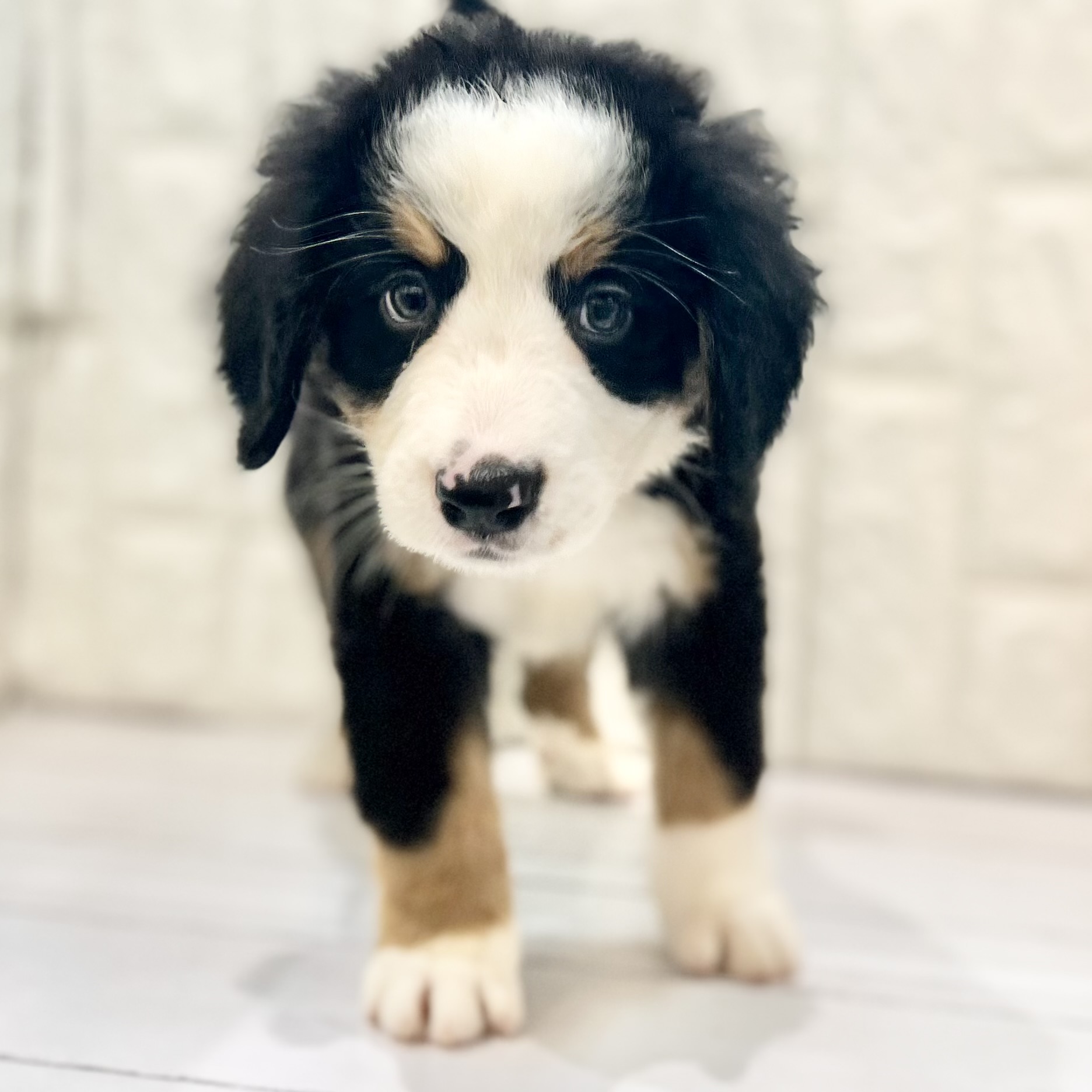 岡山県のバーニーズマウンテンドッグ (犬の家＆猫の里倉敷店/2025年7月27日生まれ/女の子/ブラックラストホワイト)の子犬の1枚目の画像
