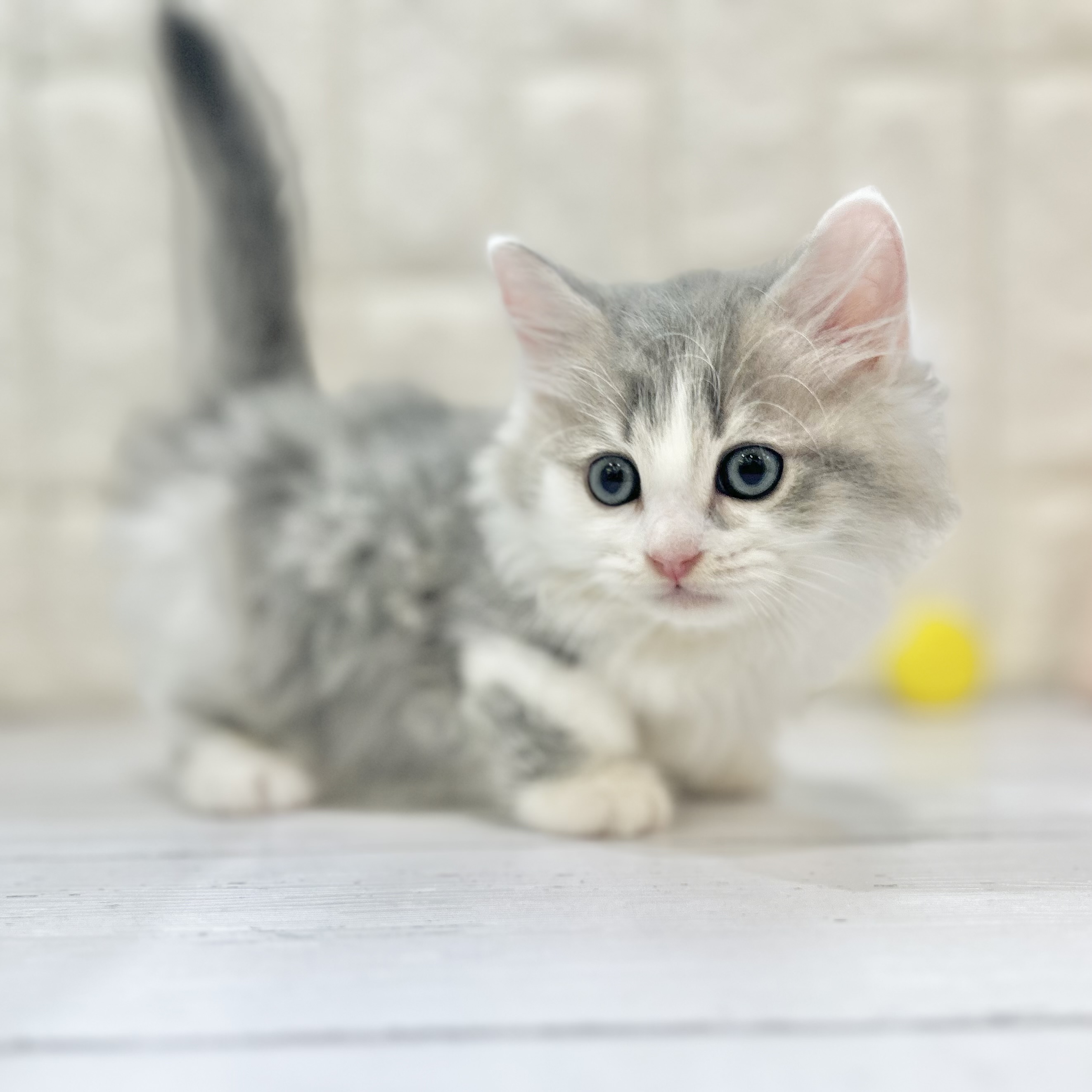 岡山県のミヌエット (犬の家＆猫の里倉敷店/2025年7月20日生まれ/男の子/ブルータビーホワイト)の子猫の2枚目の画像
