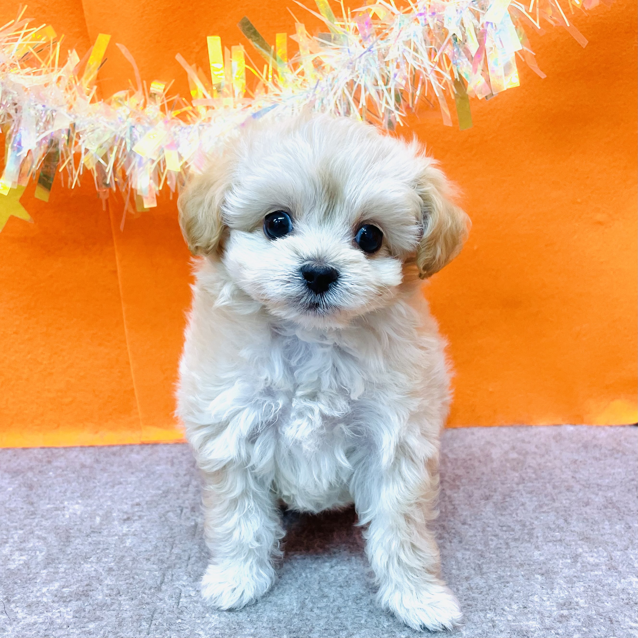 ハーフ犬女の子の写真