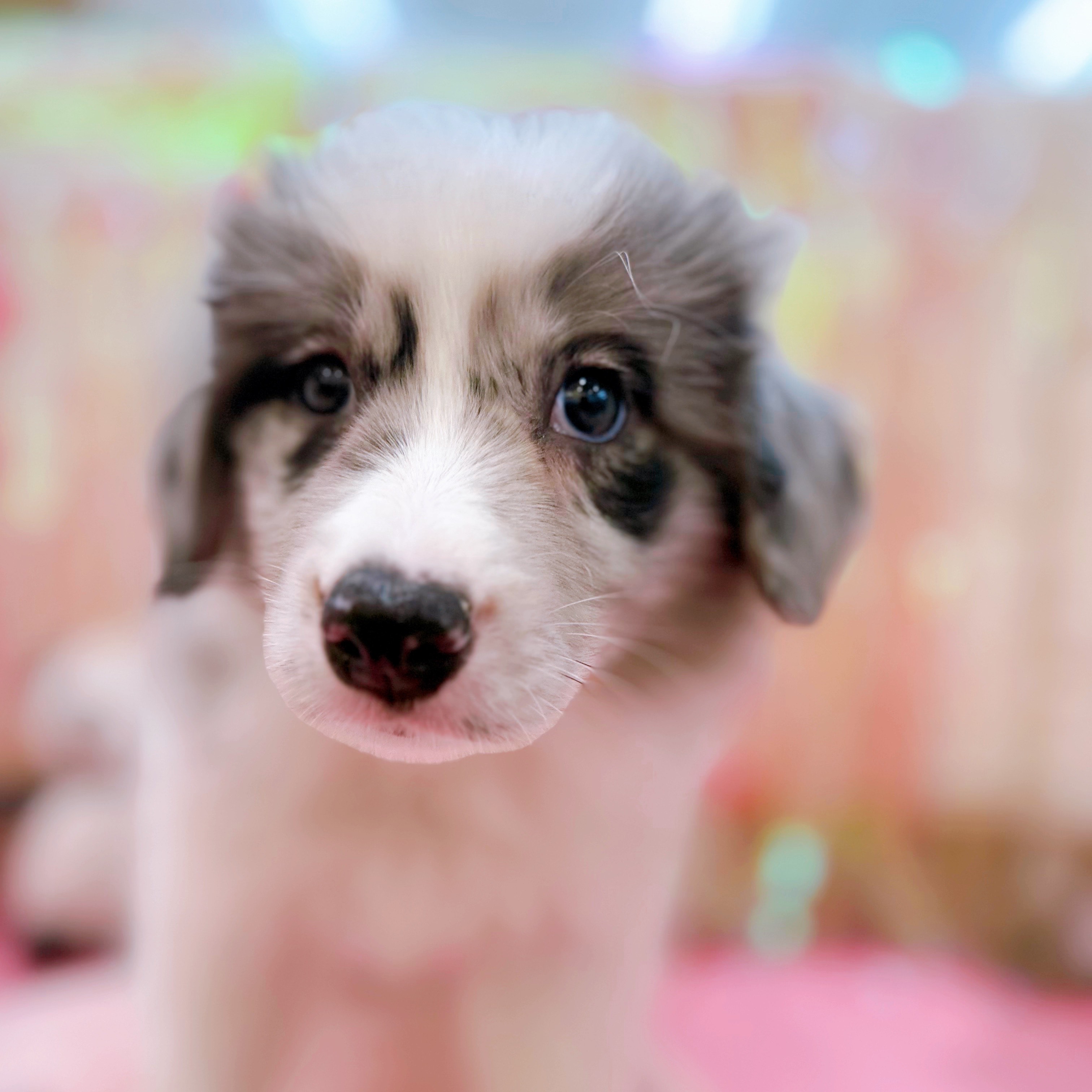 岡山県のボーダーコリー (犬の家＆猫の里倉敷店/2025年11月18日生まれ/男の子/ブルーマール)の子犬の2枚目の画像