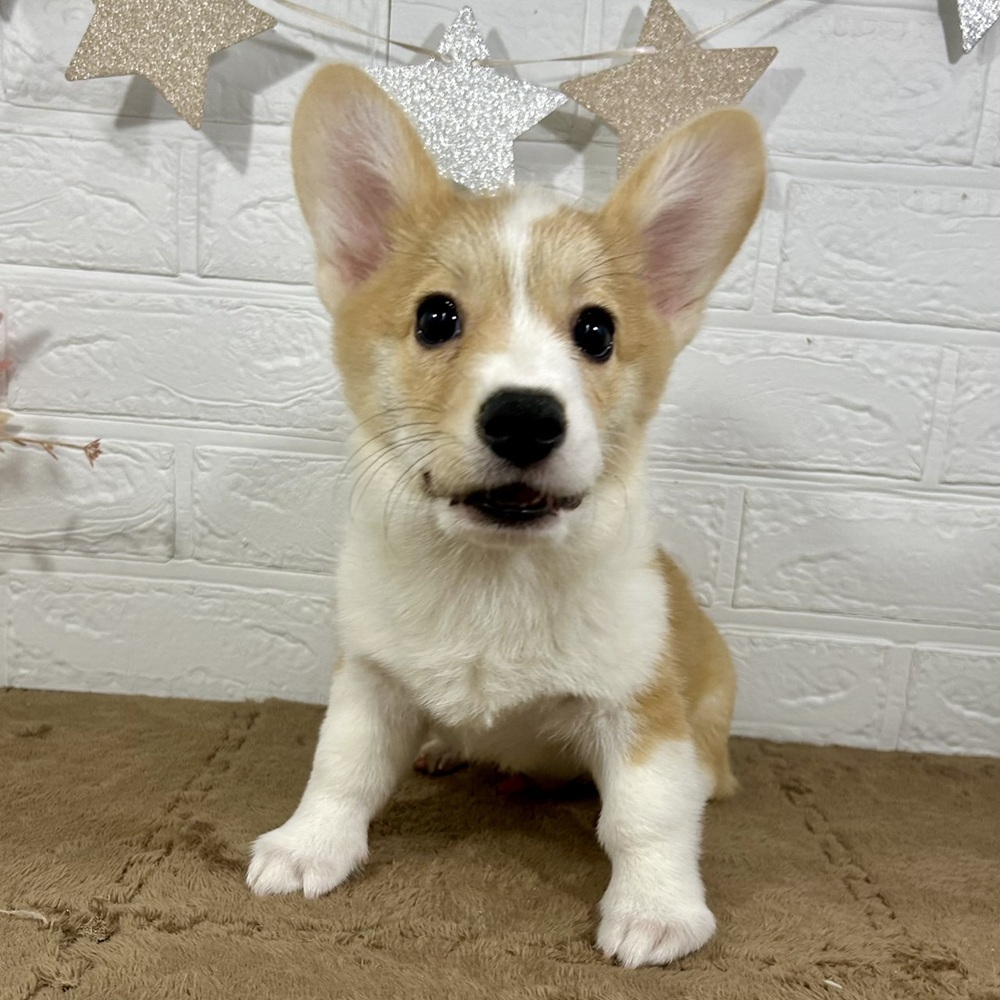 兵庫県のウェルシュコーギーペンブローク (犬の家＆猫の里ニッケパークタウン加古川店/2025年5月9日生まれ/男の子/セーブルホワイト)の子犬の1枚目の画像