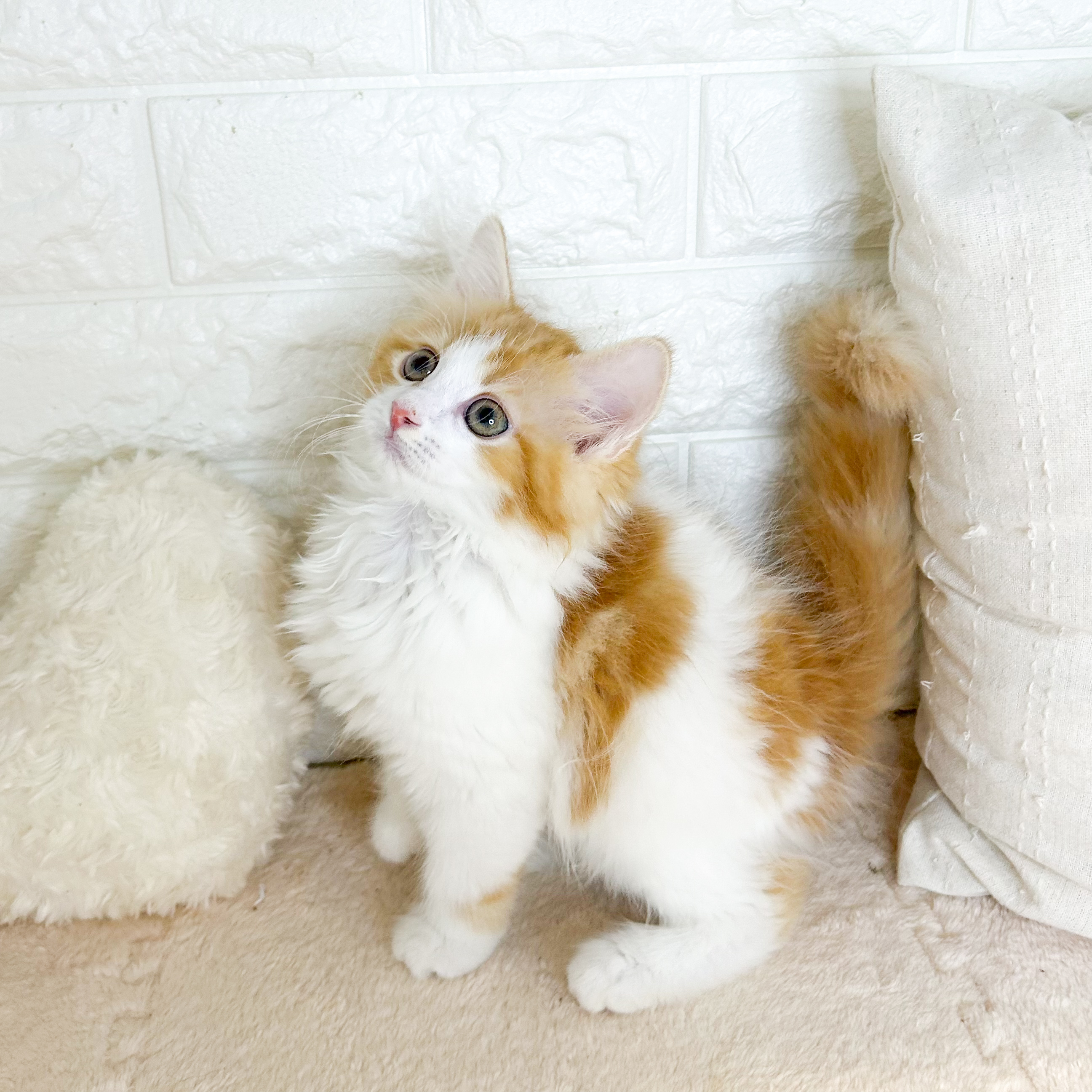 東京都のサイベリアン (犬の家＆猫の里新宿店/2026年5月26日生まれ/男の子/レッドタビー)の子猫の2枚目の画像