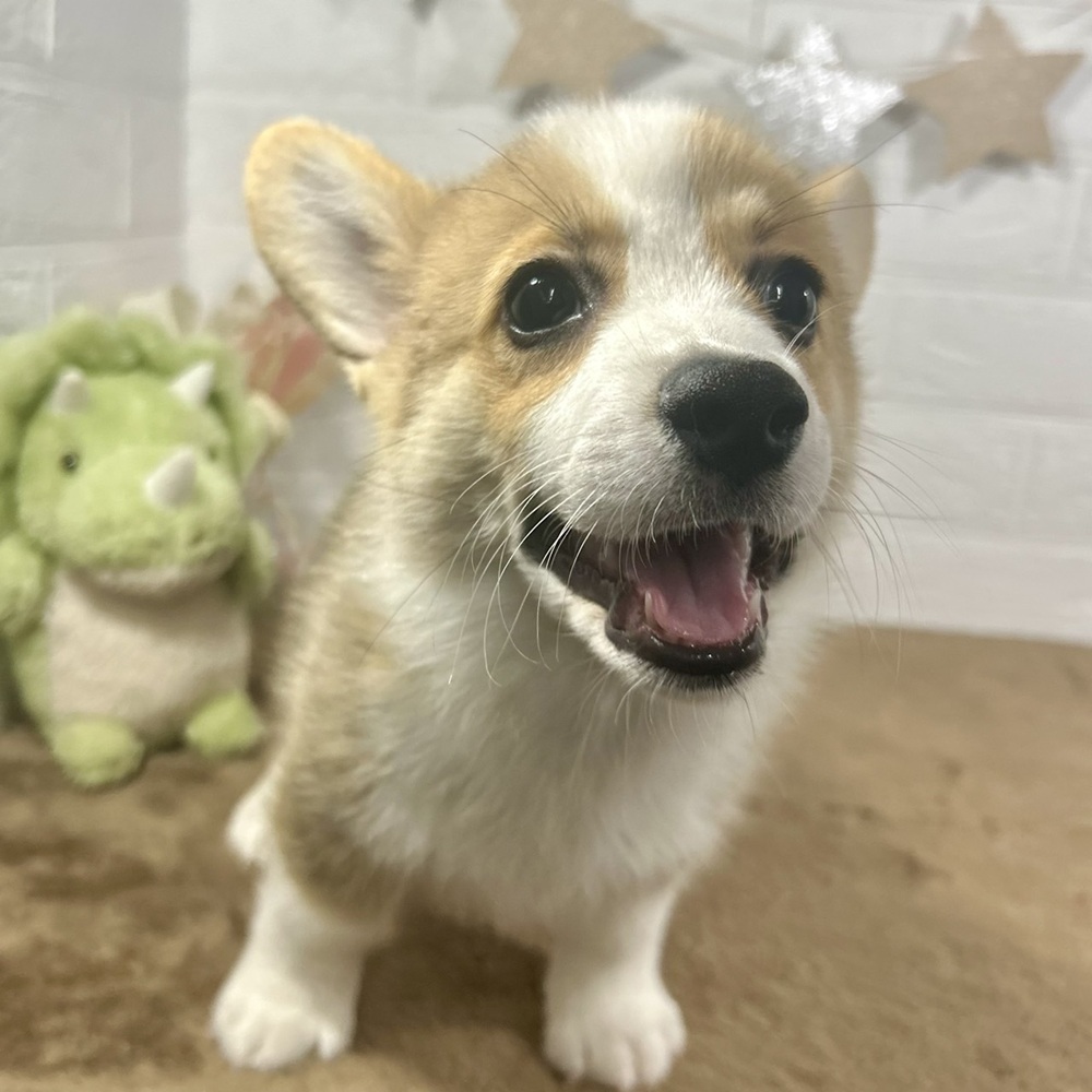 兵庫県のウェルシュコーギーペンブローク (犬の家＆猫の里ニッケパークタウン加古川店/2025年5月29日生まれ/男の子/レッドホワイト)の子犬の1枚目の画像