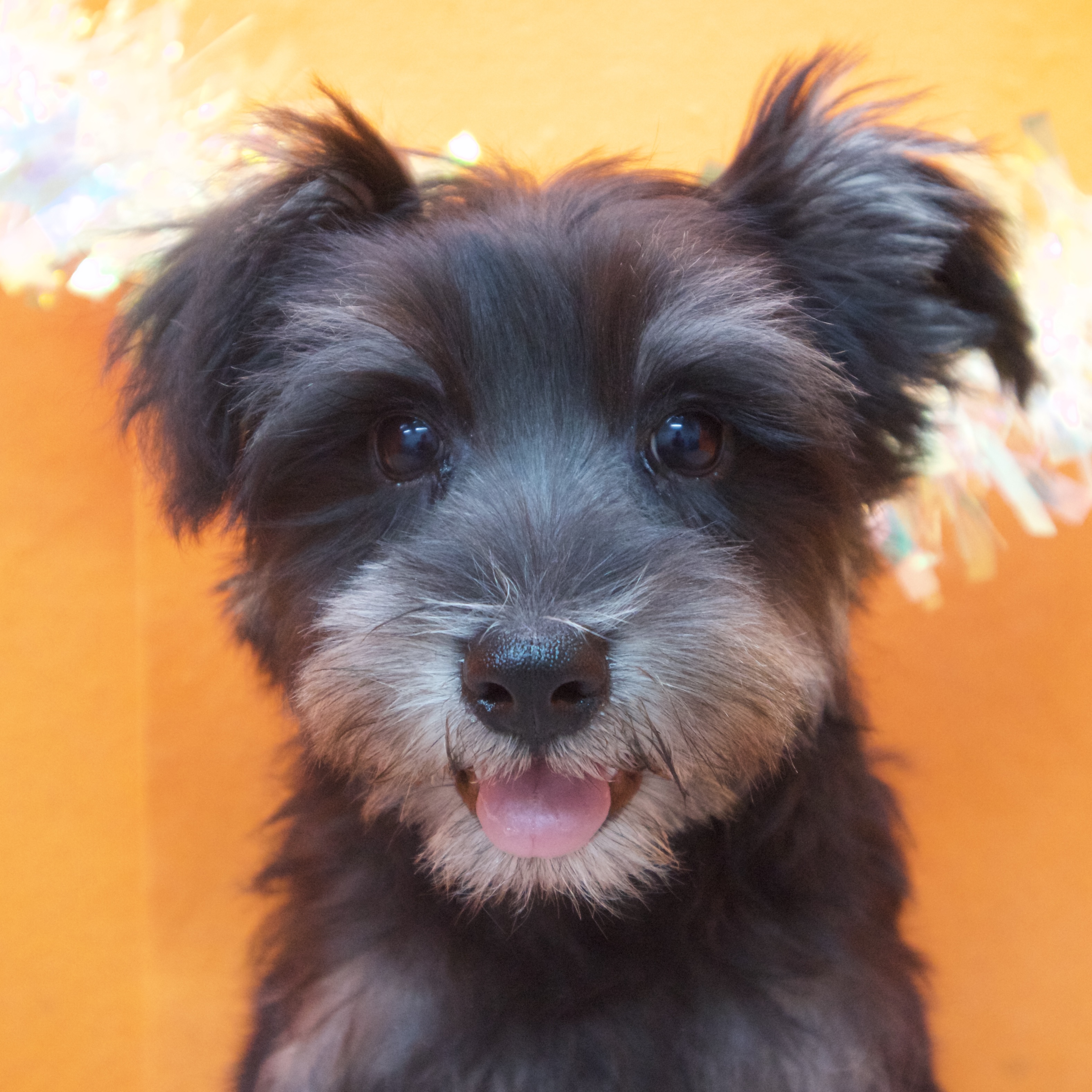 大阪府のミニチュアシュナウザー (犬の家＆猫の里吹田店/2025年8月16日生まれ/男の子/ブラックシルバー)の子犬の1枚目の画像