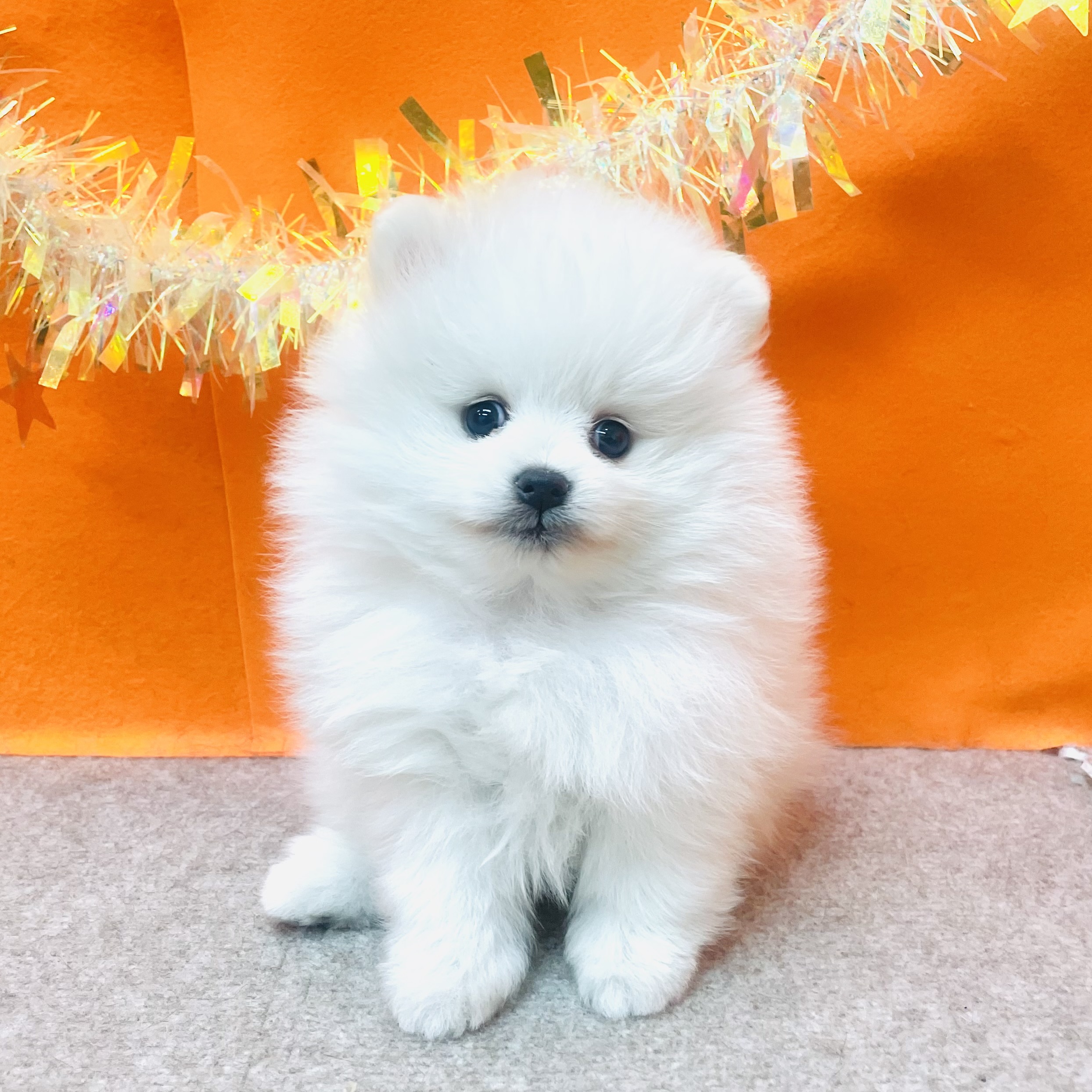 大阪府のポメラニアン (犬の家＆猫の里吹田店/2026年1月28日生まれ/男の子/クリーム)の子犬の1枚目の画像