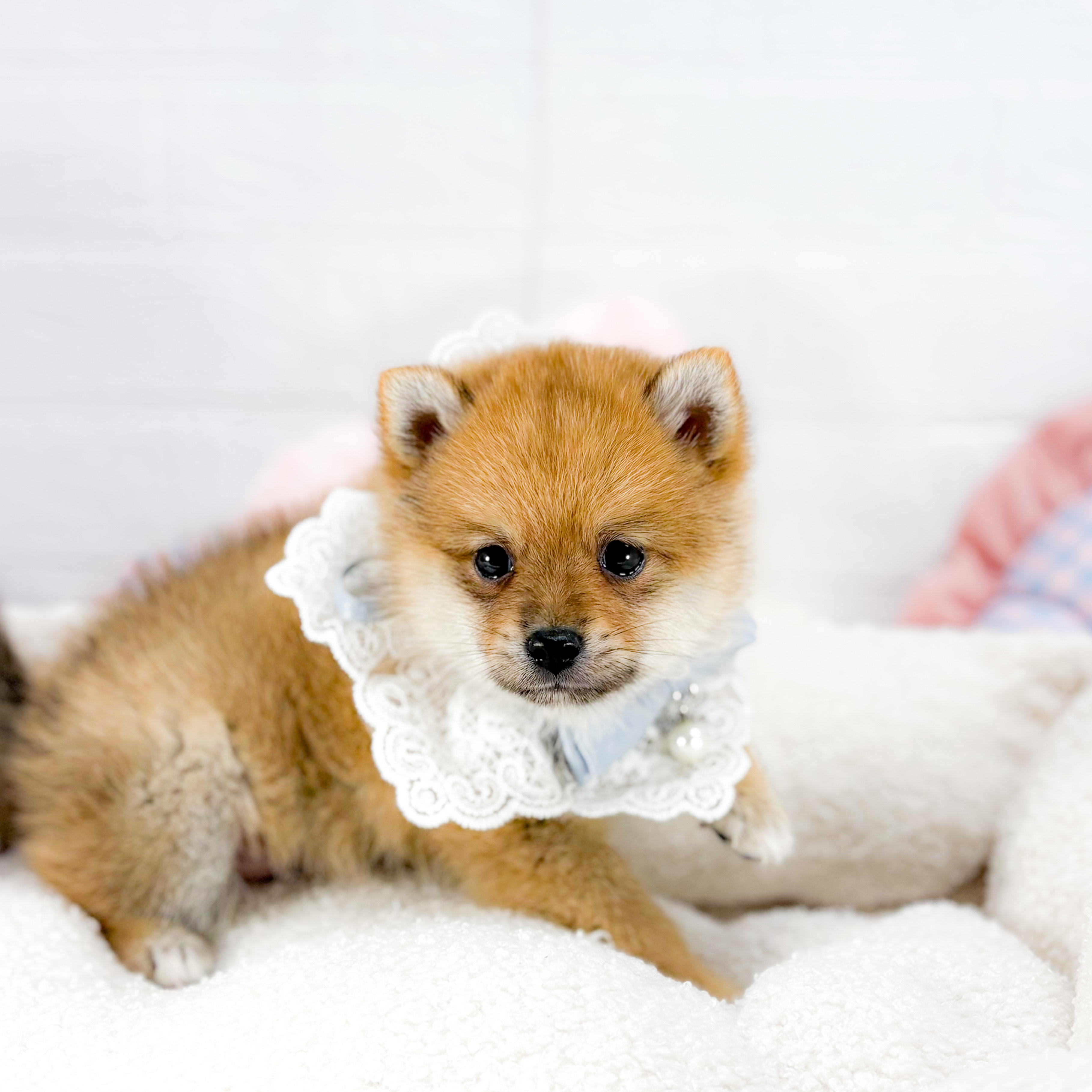 神奈川県のポメ柴/豆ポメ/ポメ豆柴(ポメラニアン×柴犬) (犬の家＆猫の里元住吉ブレーメン通り店/2025年9月8日生まれ/男の子/赤)の子犬の2枚目の画像