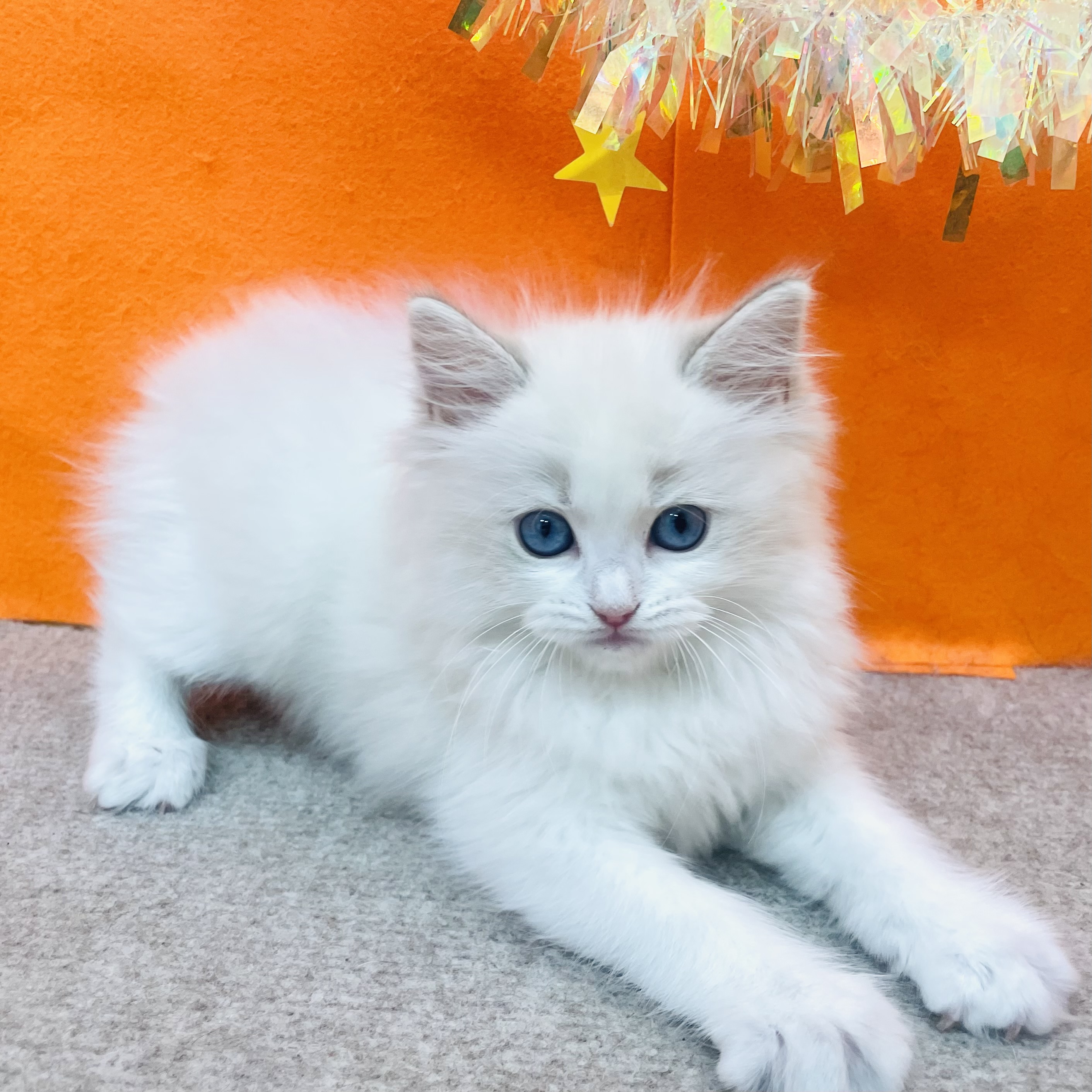 大阪府のラグドール (犬の家＆猫の里吹田店/2026年1月29日生まれ/女の子/ブルーポイントバイカラー)の子猫の1枚目の画像