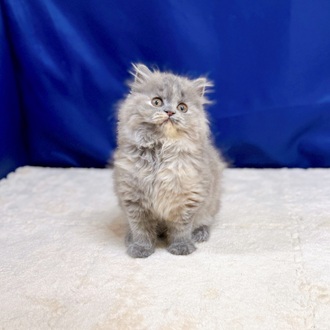 愛知県のブリティッシュロングヘアー (犬の家＆猫の里一宮店/2025年8月7日生まれ/女の子/ブルークリーム)の子猫の2枚目の画像