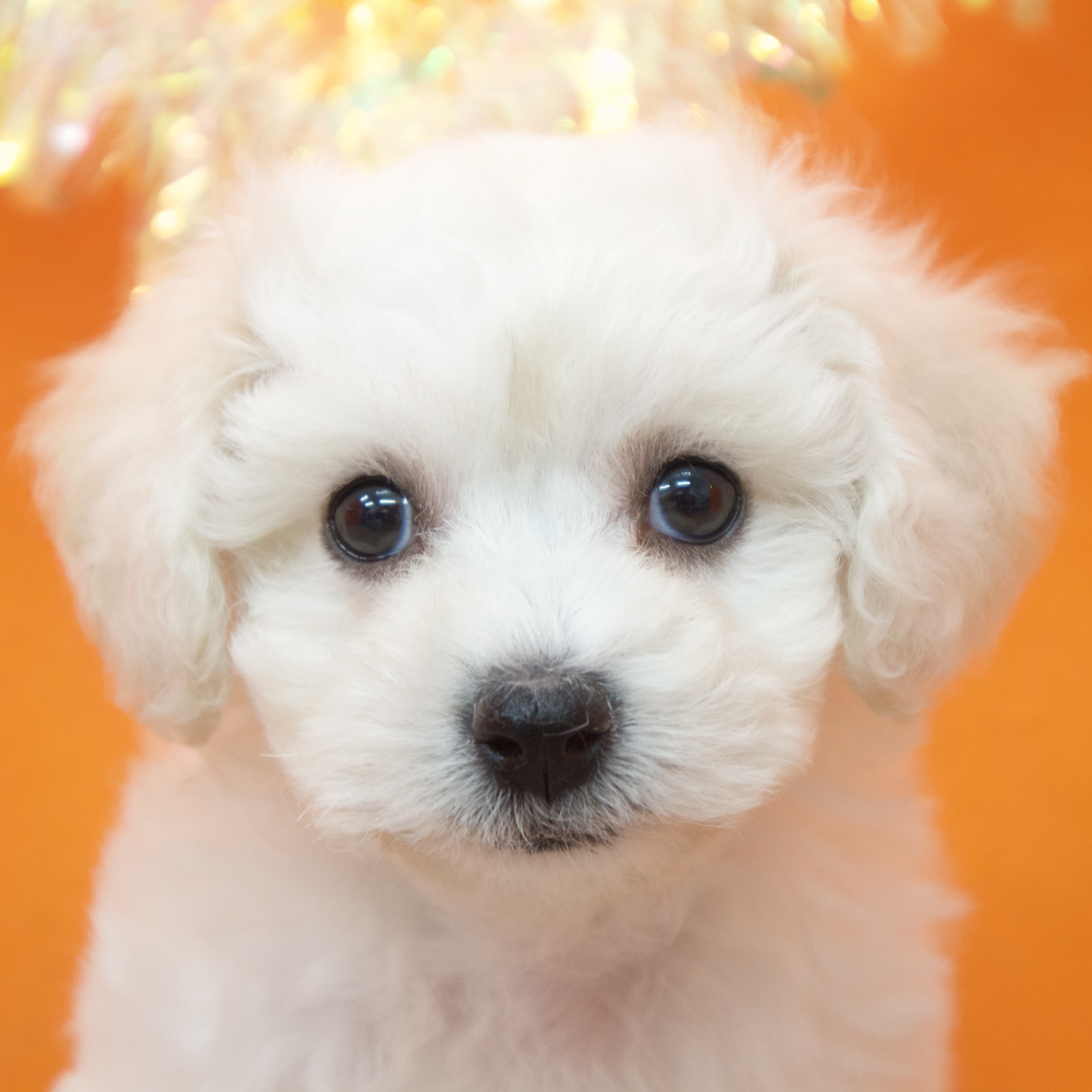 ビションフリーゼ女の子の写真