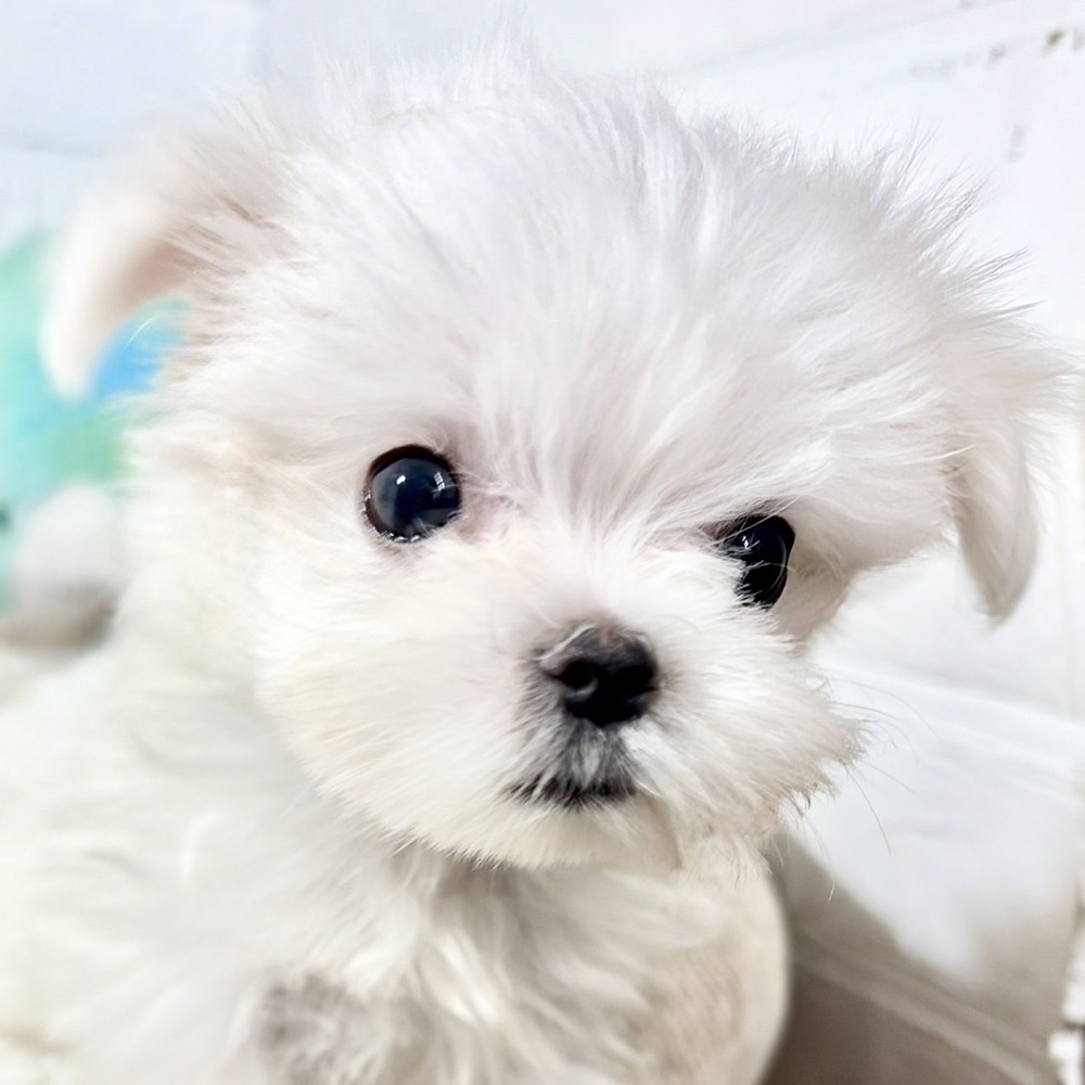 兵庫県のマルチーズ (犬の家＆猫の里ニッケパークタウン加古川店/2026年7月24日生まれ/男の子/ホワイト)の子犬の1枚目の画像