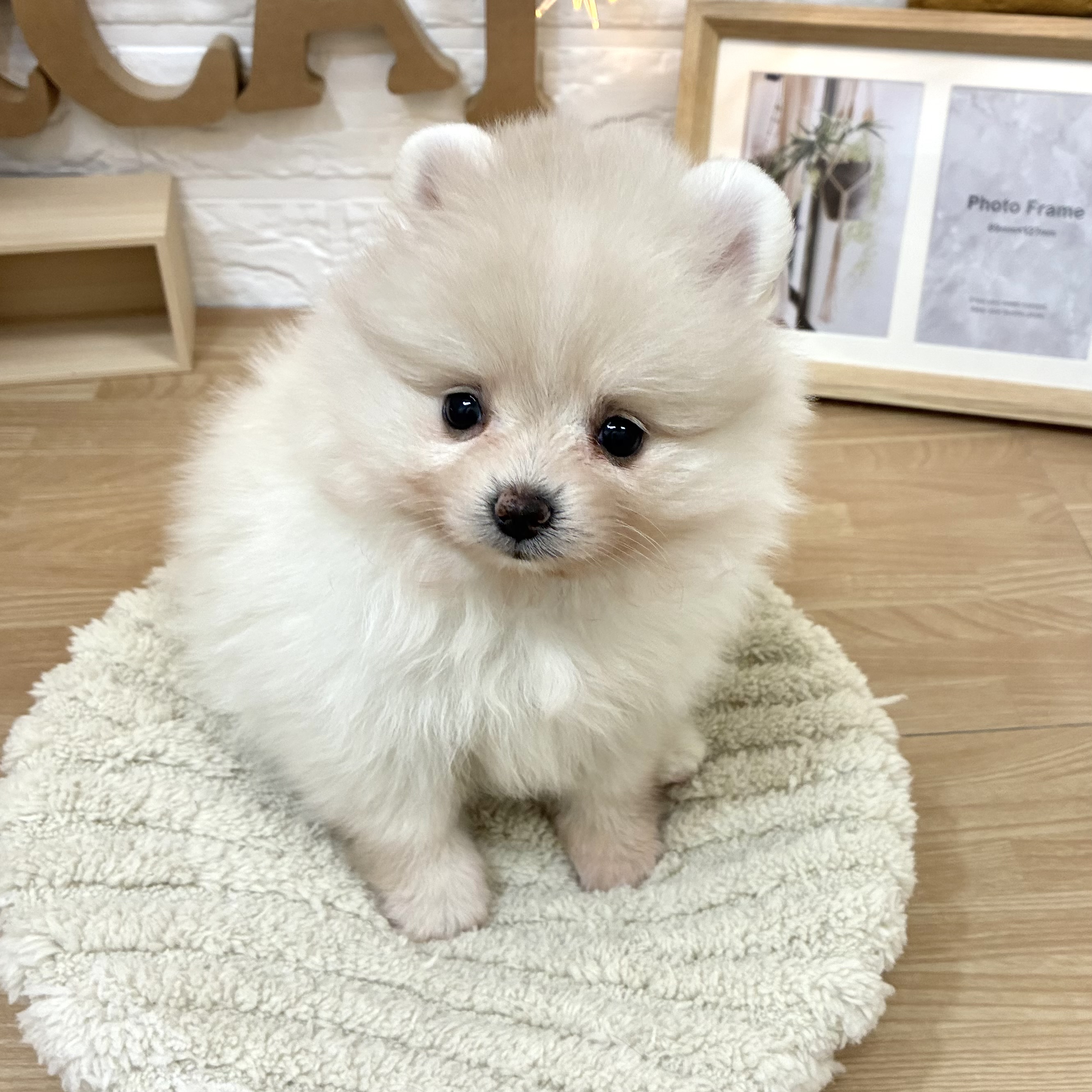 千葉県のポメラニアン (犬の家＆猫の里ワンズモール稲毛店/2026年3月31日生まれ/女の子/クリーム)の子犬の1枚目の画像