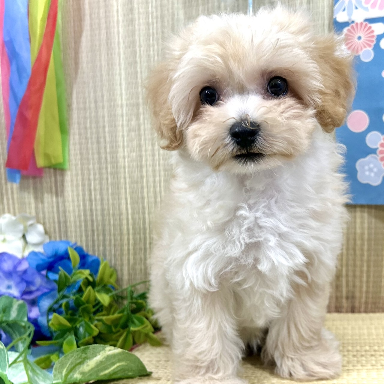 神奈川県のマルプー(マルチーズ×プードル) (犬の家＆猫の里小田原店/2026年4月29日生まれ/女の子/アプリコット)の子犬の1枚目の画像
