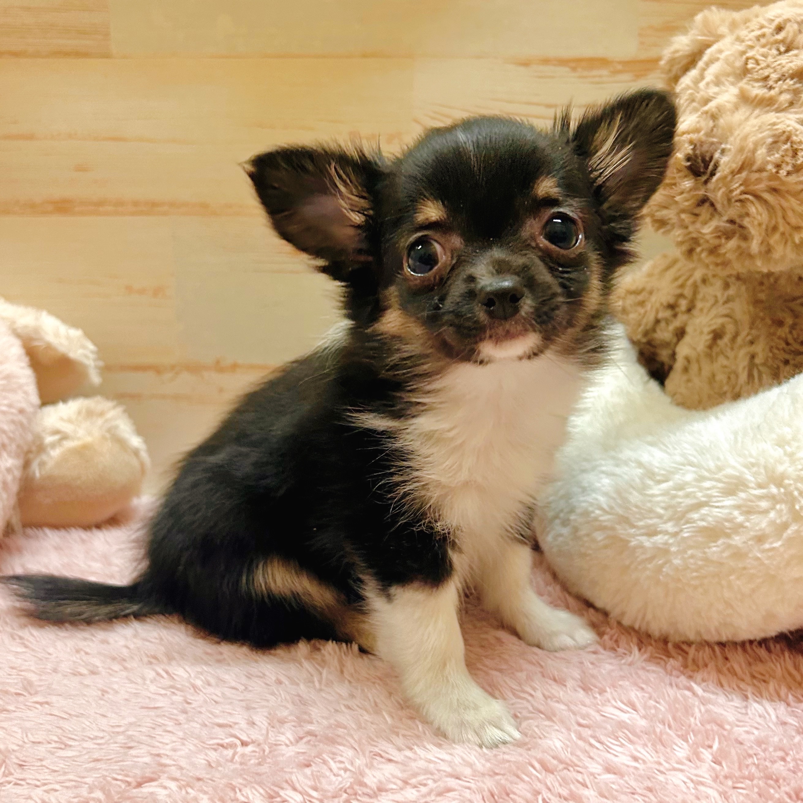 兵庫県のチワワ(ロング) (犬の家＆猫の里神戸店/2025年10月28日生まれ/女の子/ブラッククリームホワイト)の子犬の2枚目の画像