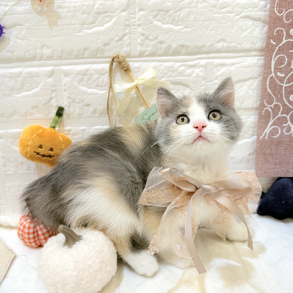 静岡県のマンチカン (犬の家＆猫の里富士店/2025年7月30日生まれ/女の子/ブルーパッチドタビーホワイト)の子猫の2枚目の画像