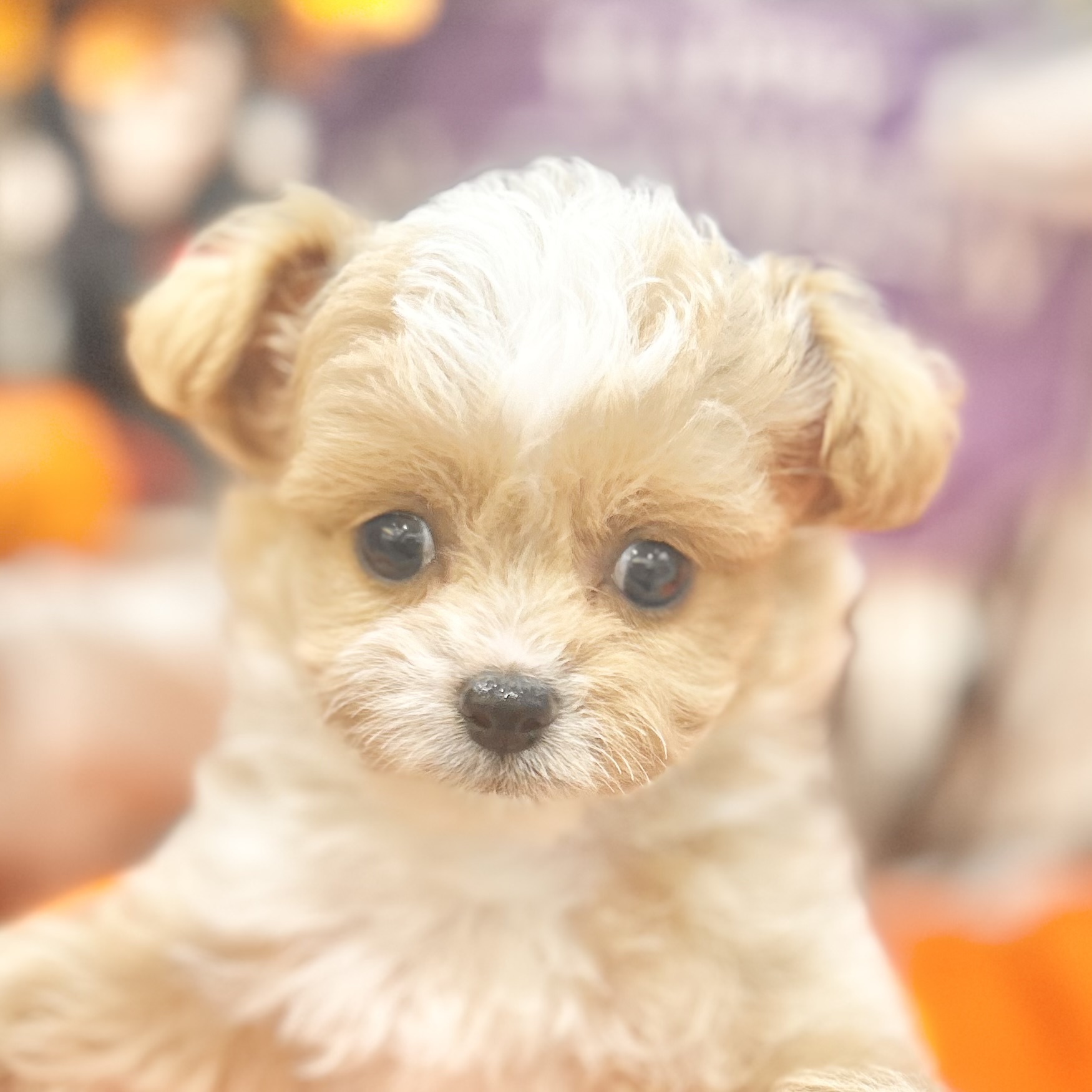 岡山県のチワプー/プーチー(チワワ×プードル) (犬の家＆猫の里倉敷店/2025年8月1日生まれ/男の子/クリームホワイト)の子犬