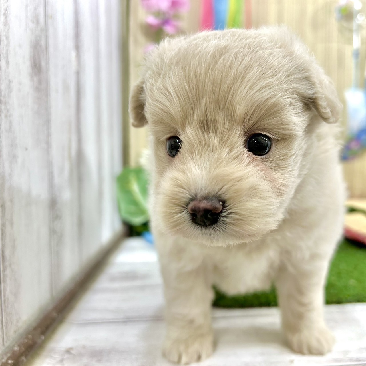 神奈川県のポメプー(ポメラニアン×プードル) (犬の家＆猫の里小田原店/2026年5月5日生まれ/女の子/クリーム)の子犬の1枚目の画像