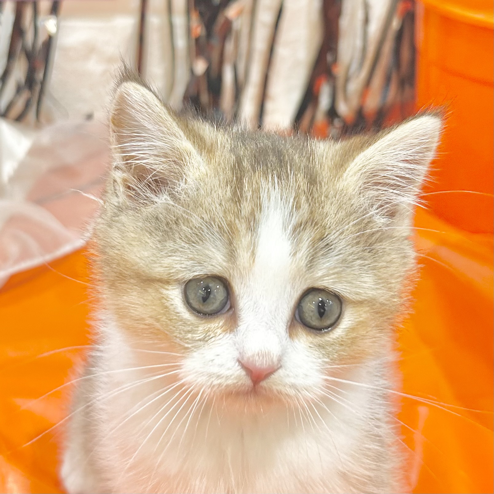 岡山県のブリティッシュショートヘアー (犬の家＆猫の里倉敷店/2025年7月25日生まれ/女の子/ブラウンティックドタビーホワイト)の子猫の1枚目の画像