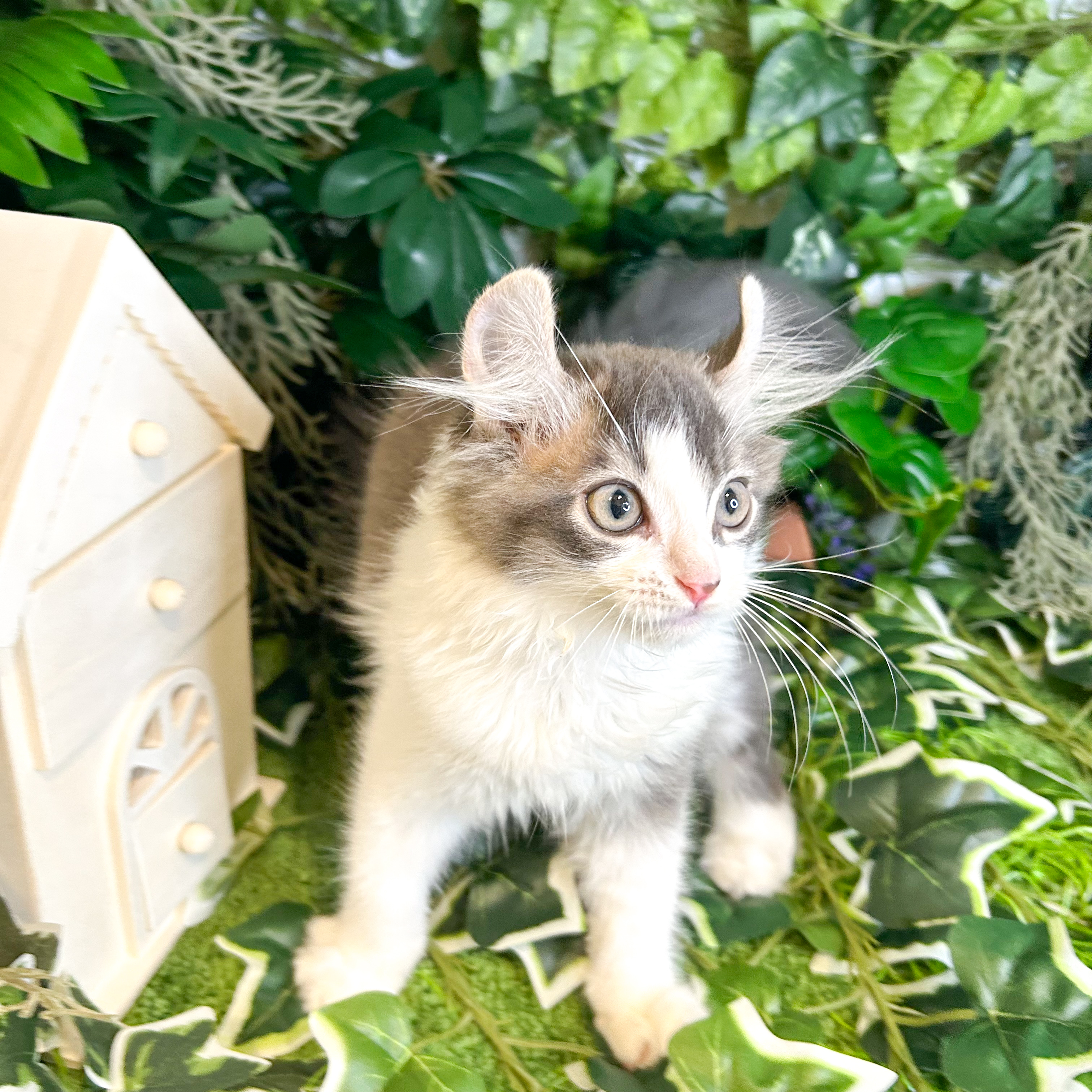 東京都のキンカロー (犬の家＆猫の里新宿店/2026年5月28日生まれ/男の子/ブルータビーホワイト)の子猫の2枚目の画像