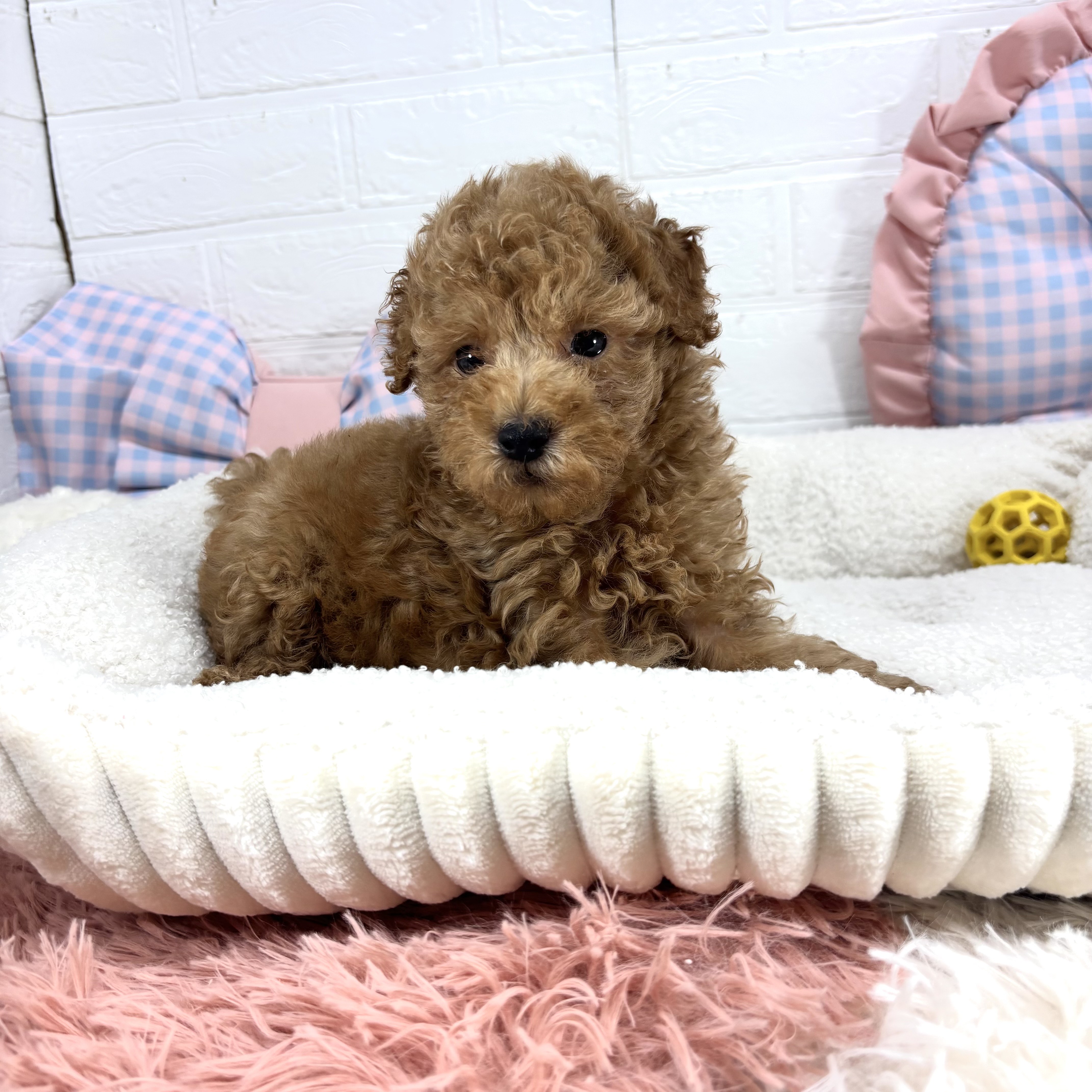神奈川県のトイプードル(トイ) (犬の家＆猫の里元住吉ブレーメン通り店/2025年7月1日生まれ/男の子/アプリコット)の子犬の2枚目の画像