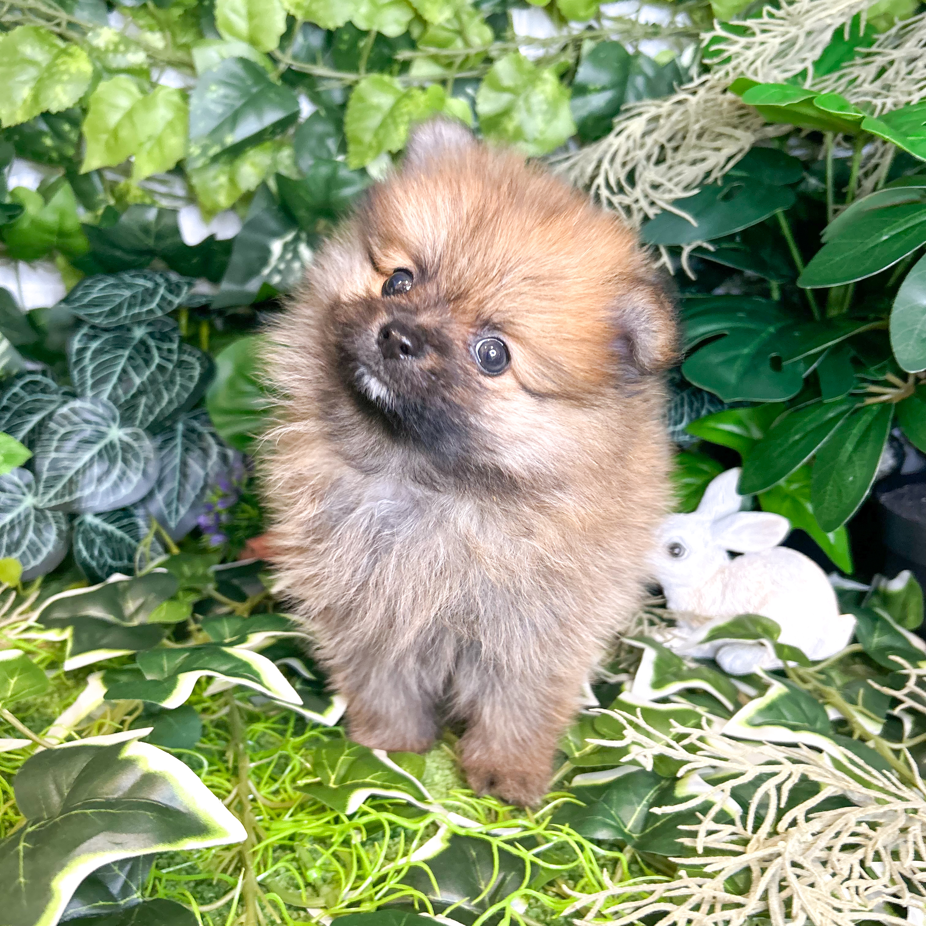 東京都のポメラニアン (犬の家＆猫の里新宿店/2026年6月1日生まれ/男の子/オレンジ)の子犬の2枚目の画像