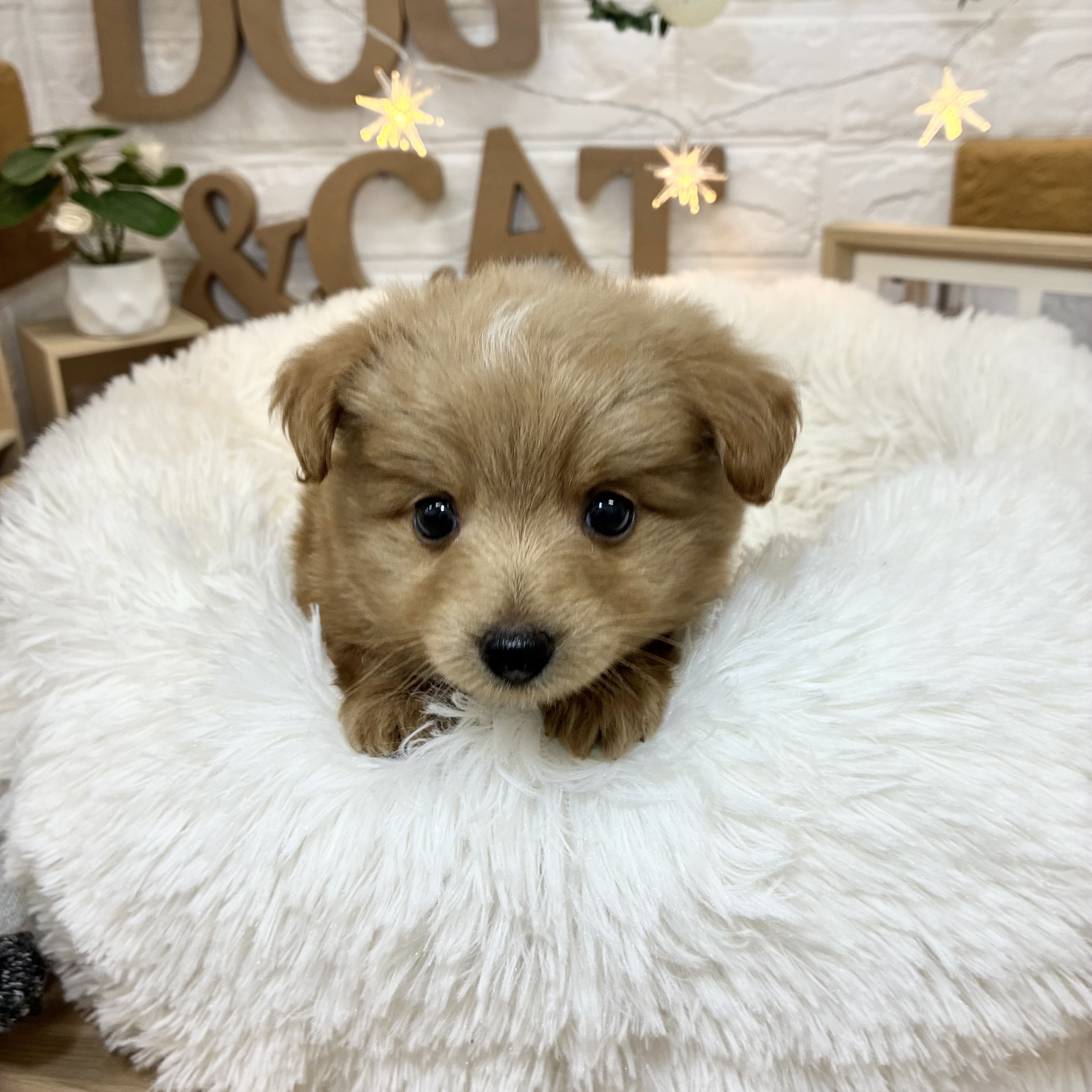 千葉県のポメプー(ポメラニアン×プードル) (犬の家＆猫の里ワンズモール稲毛店/2026年3月29日生まれ/男の子/アプリコット)の子犬の1枚目の画像