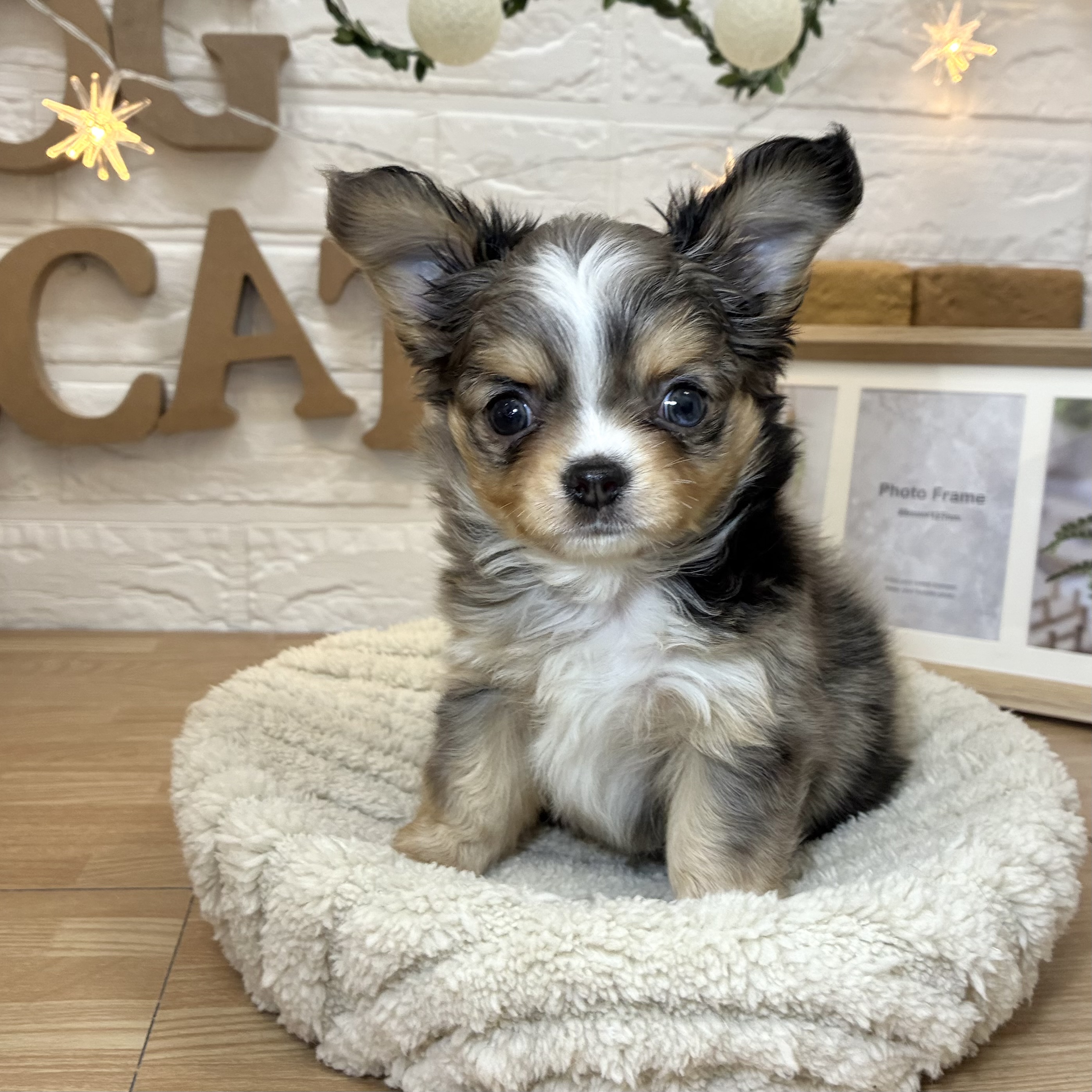 千葉県のチワワ(ロング) (犬の家＆猫の里ワンズモール稲毛店/2026年3月30日生まれ/女の子/ブルーマールホワイト)の子犬の1枚目の画像