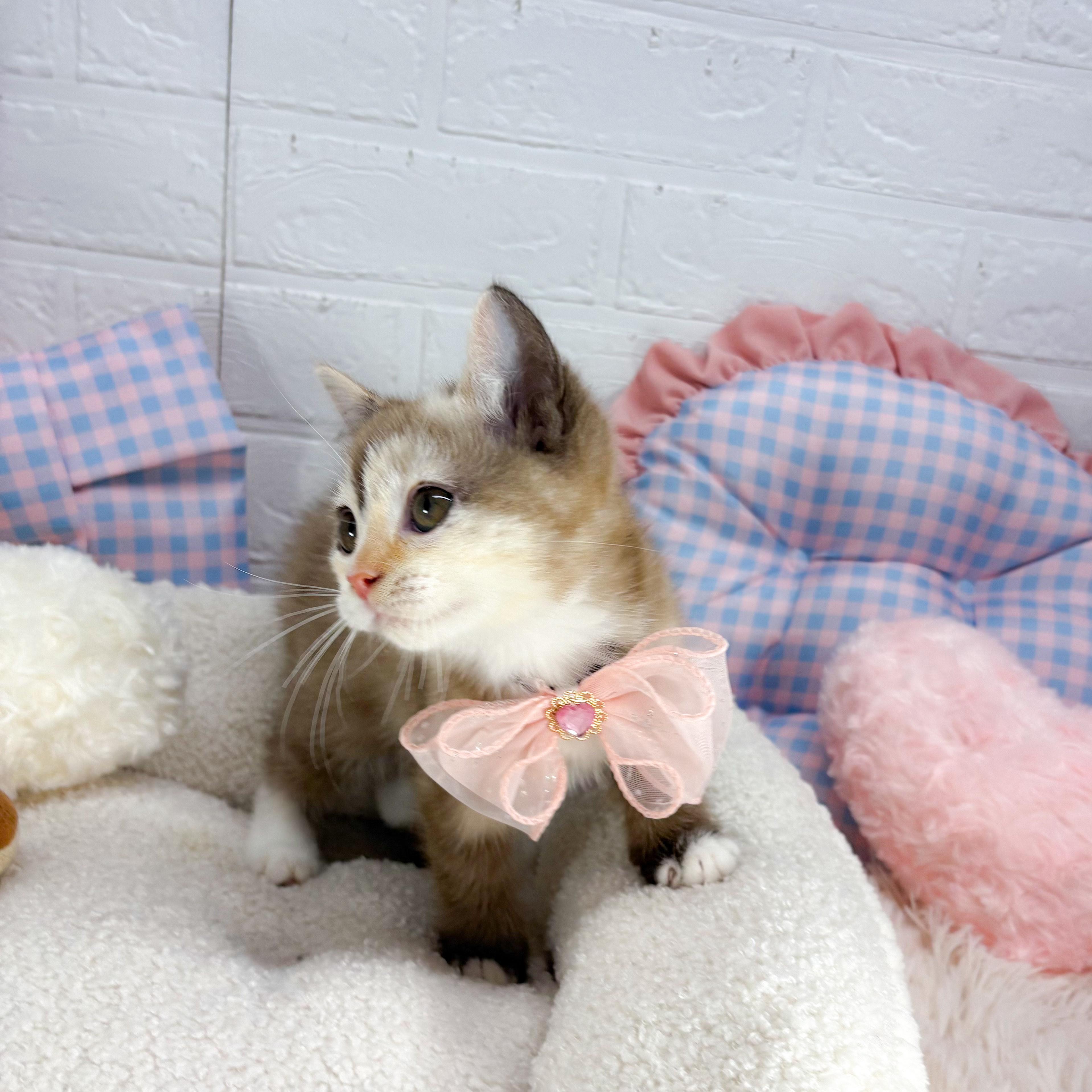 神奈川県のマンチカン (犬の家＆猫の里元住吉ブレーメン通り店/2025年8月18日生まれ/女の子/チョコレートパッチドタビー&ホワイト)の子猫の2枚目の画像